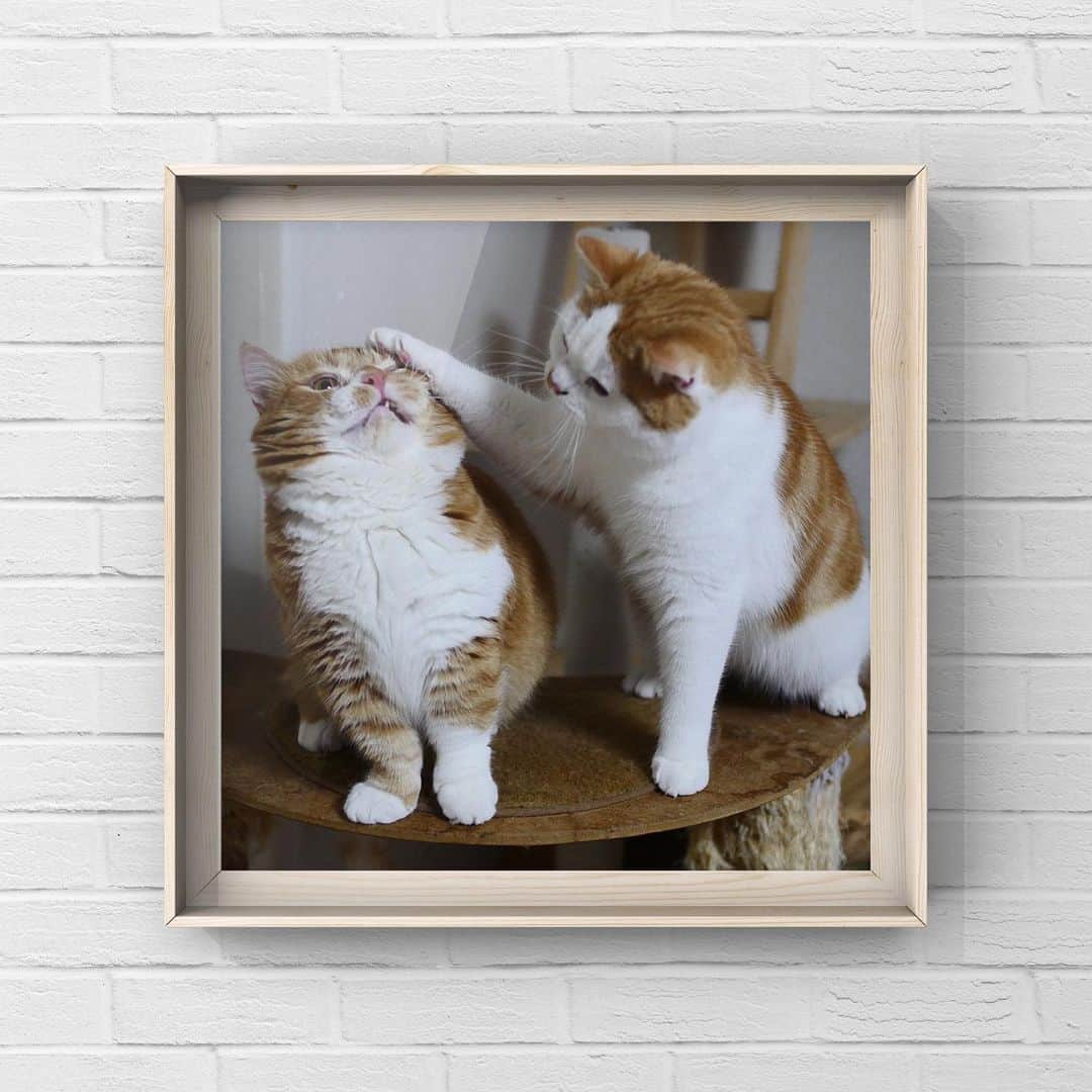 マンチカンズTVのインスタグラム：「、、﻿ 【マンチカンズのティオパパ】﻿ 我が家のパパ猫ティオと息子のルナくん﻿ ﻿ Munchkin Tio & his son Luna﻿ ﻿ ﻿ ﻿ #猫 #猫好きさんと繋がりたい #猫部 #猫好きな人と繋がりたい #猫好き #愛猫 #猫写真 #愛猫 #cat #ねこ #catstagram #ネコ #にゃんすたぐらむ #ねこすたぐらむ #ねこ部 #catsofinstagram #cats #instacat #にゃんこ #고양이 #cute #cats_of_instagram #냥스타그램 #birthday #YouTube #ねこ #생일  #VOUN #個展 #ギャラリー」