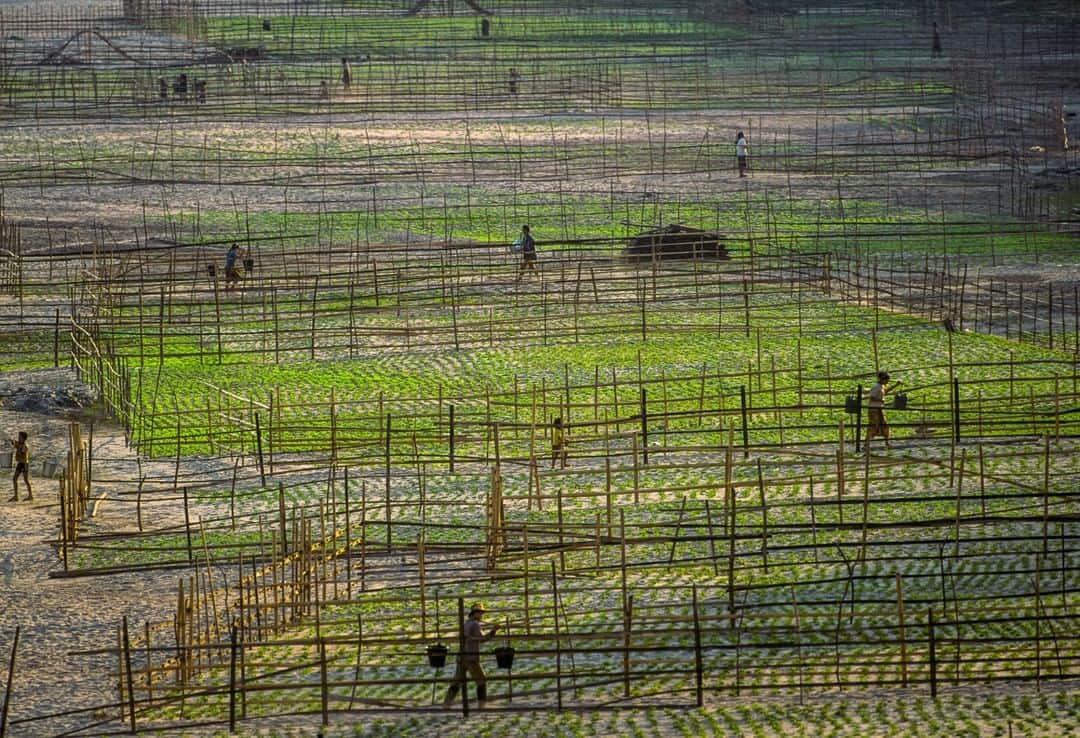 ナショナルジオグラフィックさんのインスタグラム写真 - (ナショナルジオグラフィックInstagram)「Photo by Michael Yamashita @yamashitaphoto | The banks of the Mekong River turn green in the dry season, as shallow waters expose rich soil to grow vegetables. #mekong #laos #luangprabang」7月9日 12時32分 - natgeo