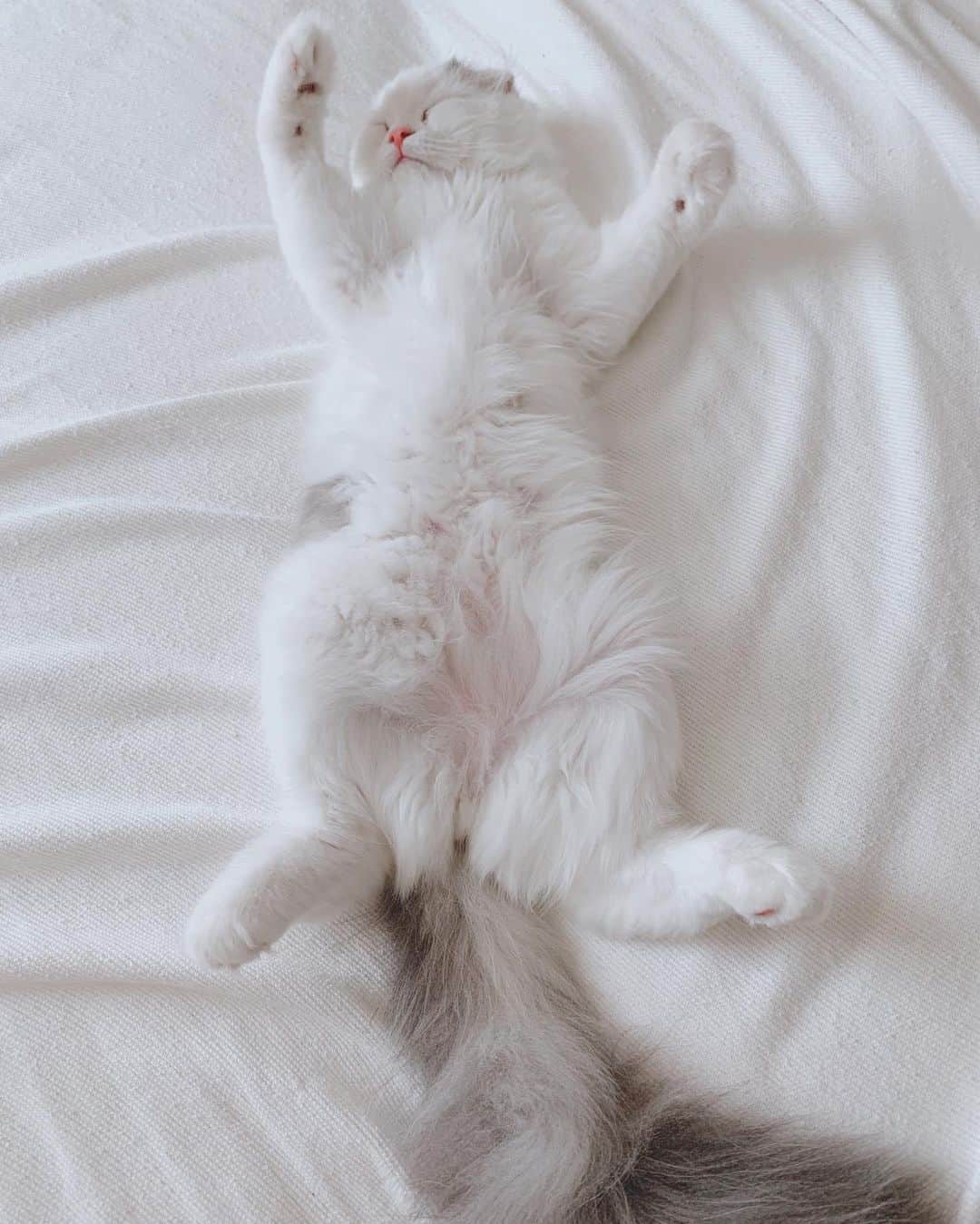 のんたさんのインスタグラム写真 - (のんたInstagram)「ぱんのひらき＼( 'ω')／ ・ #scottishfold #catstagram_japan #catsofinstagram #cats_of_instagram#catoftheday #purr #ilovemycat #bestmeow #catlover #cutecat #kittensofinstagram #cute #スコティッシュフォールド」7月9日 12時32分 - utacci