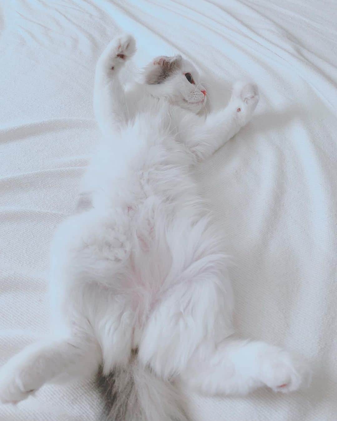 のんたのインスタグラム：「ぱんのひらき＼( 'ω')／ ・ #scottishfold #catstagram_japan #catsofinstagram #cats_of_instagram#catoftheday #purr #ilovemycat #bestmeow #catlover #cutecat #kittensofinstagram #cute #スコティッシュフォールド」