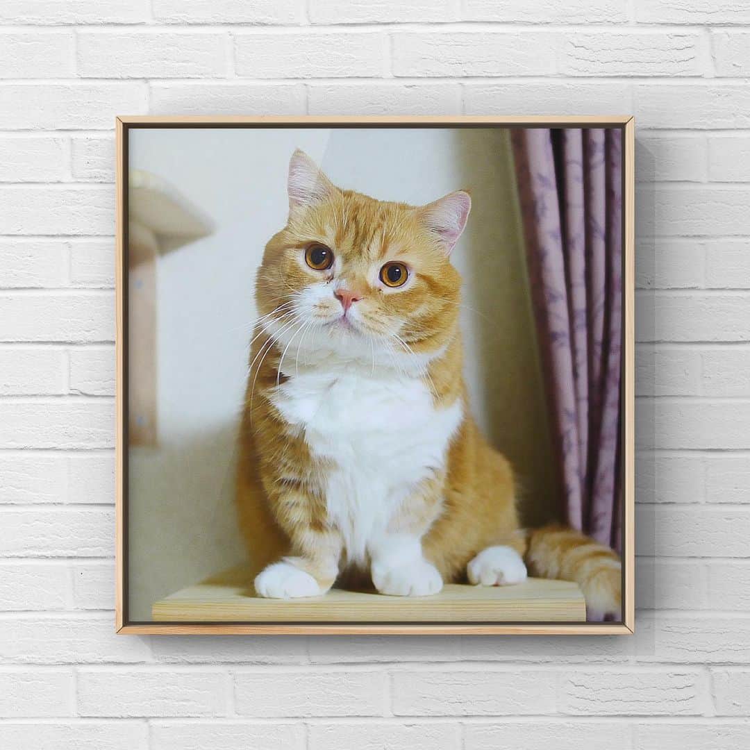マンチカンズTVのインスタグラム：「、、﻿ 【マンチカンズのティオパパ】﻿ 我が家のパパ猫ティオ﻿ ﻿ Munchkin Tio ﻿ ﻿ ﻿ #猫 #猫好きさんと繋がりたい #猫部 #猫好きな人と繋がりたい #猫好き #愛猫 #猫写真 #愛猫 #cat #ねこ #catstagram #ネコ #にゃんすたぐらむ #ねこすたぐらむ #ねこ部 #catsofinstagram #cats #instacat #にゃんこ #고양이 #cute #cats_of_instagram #냥스타그램 #birthday #YouTube #ねこ #생일  #VOUN #個展 #ギャラリー」