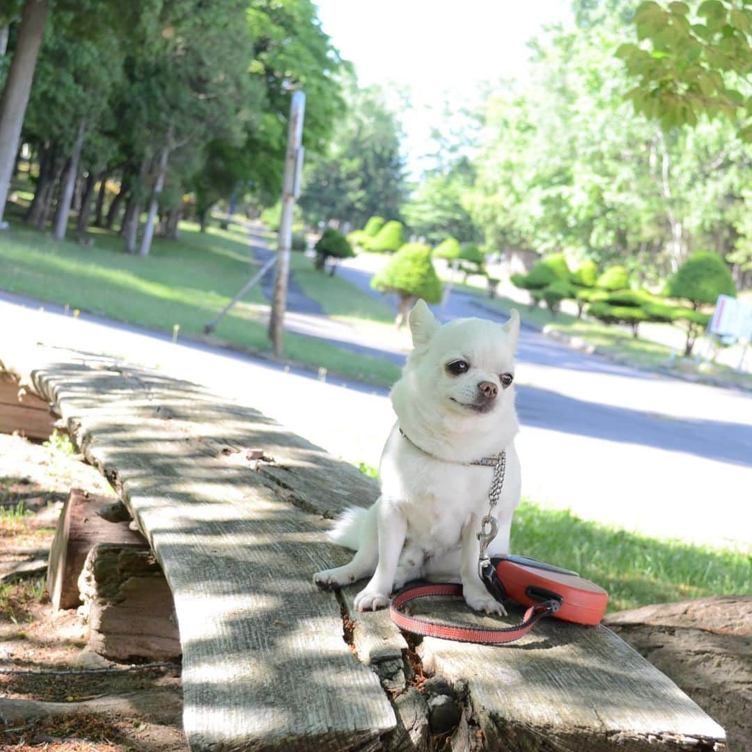 KORIKIのインスタグラム：「こんちわわ * #dogofsapporo #dog, #dogs, #dogstagram,#chihuahua,#犬バカ部,#チワワ,#koriki, #hanadog #白スムチ連合会, #スムチー,  #dogofthedayjp, #dogoftheday  #ilovemydog #instadog #instapet #WhiteChihuahua  #吉娃娃 #치와와  #dogsofinstagram #Chihuahualover  #チワワの輪 #barkbox #WhiteChihuahuaParty #もふもふモフモフ」