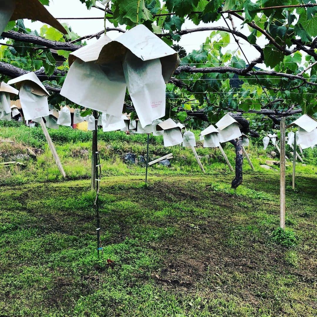 ツチと実のインスタグラム：「こんにちは、ツチと実です。  今年は梅雨らしい天気が続き、雨が降ったり止んだりが多いですね。  5月中頃から忙しかったぶどう作業も、そろそろ終盤になってきました。 スタッフ一同が頑張ってくれたおかげです。 本当にありがとう😊  ぶどうも強い日差しが当たり続くと日焼けしてしまうので、紙の傘をかけています。  あと少しです。頑張ります!  #ツチと実 #ぶどう狩り #山梨 #勝沼 #ぶどう栽培 #傘かけ #感謝 #ありがとう」