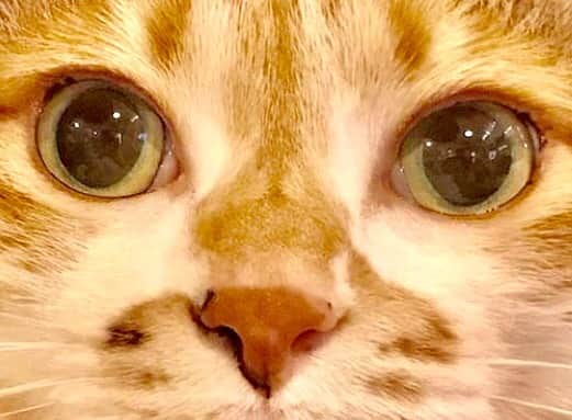 のインスタグラム：「「天気悪くてつまらない…」 #ポチ実 #三毛猫」