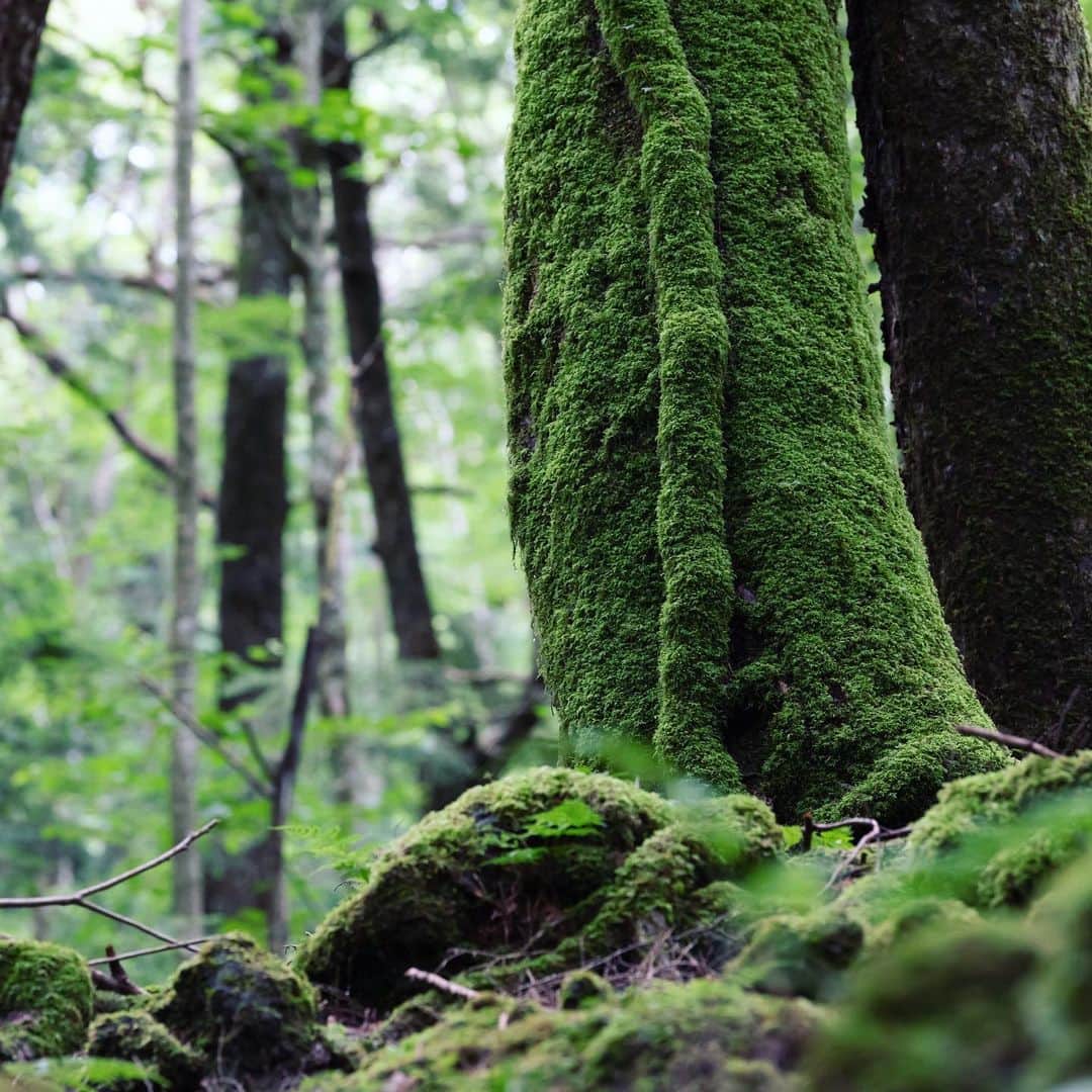 japanese forest & web designer　kapiosanさんのインスタグラム写真 - (japanese forest & web designer　kapiosanInstagram)「moss wave🌊 . . . . . . . . . . #Japan #Nature #beautiful #tour #travel #forest #fantastic #富士山 #fuji #ドライブ #trekking #forester #樹海 #lake #team_jp_ #mtfuji #instagramjapan #東京カメラ部 #nikon_photography_  #woods  #worldheritage #d50 #nikon  #moss #苔」7月9日 13時11分 - emiyamada_japan