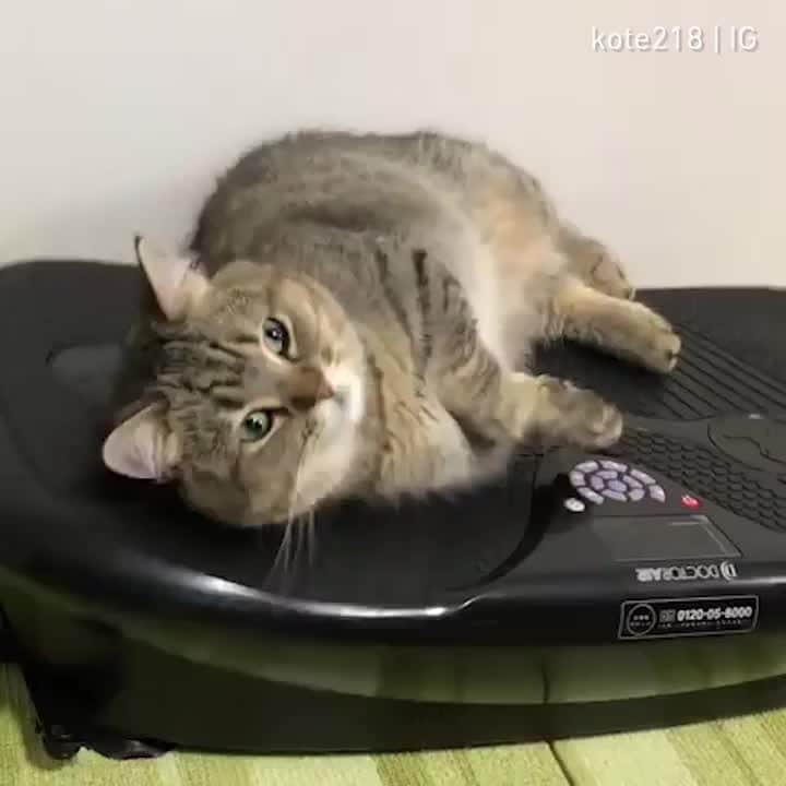 のインスタグラム：「Working hard on my summer body⠀ ⠀ 📹@kote218⠀ ⠀ #meowed #kote218 #Munchkin #keepfit #exercising」