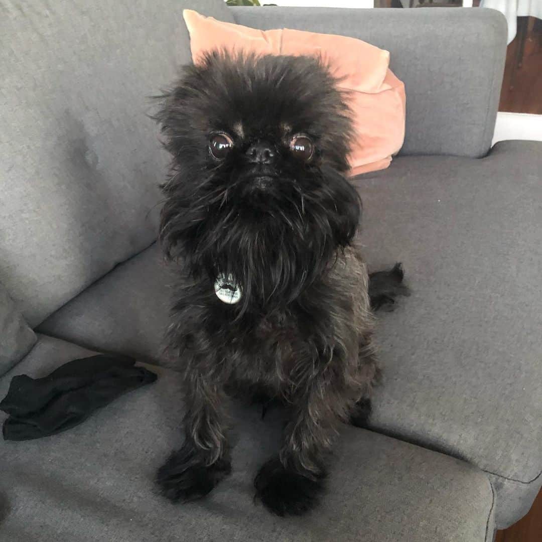 のインスタグラム：「Guess who got an eye trim! 👀」