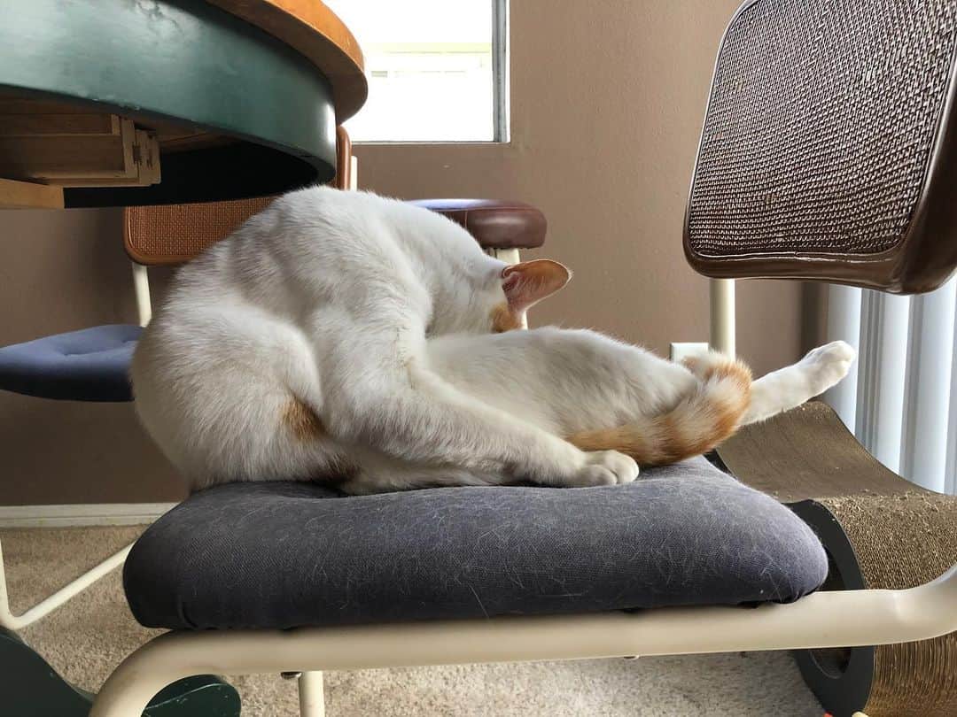Richard Kittyさんのインスタグラム写真 - (Richard KittyInstagram)「His latest favorite hangout spot is this chair, which he’s turning from blue to white thanks to his fur 😹」7月10日 0時41分 - richard_kitty