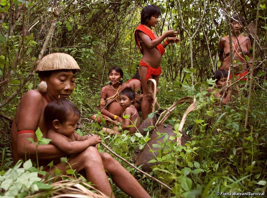 ルモンドさんのインスタグラム写真 - (ルモンドInstagram)「Au Brésil, le territoire des indiens Yanomami est mis en péril par l’explosion de l’orpaillage. Encouragés par le discours du président Jair Bolsonaro et l’incurie des agences de l’Etat, des milliers de « garimpeiros » affluent sur les terres indigènes, apportant avec eux épidémies mortelles, violence, et pollution au mercure.  Ces orpailleurs seraient désormais entre 7 000 et 10 000, selon les estimations de la Fondation nationale de l’Indien (Funai), dépendante de l’Etat, et pas moins de 20 000 selon le cacique yanomami Davi Kopenawa. Leurs activités, financées par d’obscures entreprises et quelques politiciens véreux, ont atteint de telles proportions que, depuis septembre 2018, pas moins de 194 kg d’or ont été exportés depuis le Roraima, Etat du nord du pays à la frontière guyanaise, vers l’Inde… sans qu’aucune mine légale ne soit recensée dans l’Etat. - 1 :  L’un des sites d’exploitation illégale d’or sur le territoire yanomami, novembre 2018 . / FUNAI 2 : Des indiens Yanomami photographiés en 2010. / FUNAI - #Yanomami #Brasil」7月10日 0時46分 - lemondefr