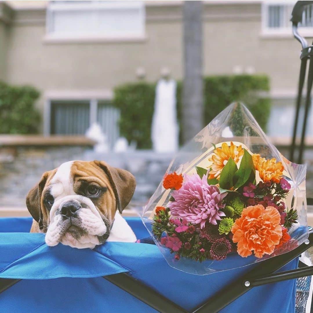 Bodhi & Butters & Bubbahさんのインスタグラム写真 - (Bodhi & Butters & BubbahInstagram)「My ideal date night consists of.... 🐶💐🍸 . . . . . #bulldog #datenight #puppy #love #flowers #dogsofinstagram #tuesday #life @remi_the_english_bulldog」7月10日 1時01分 - keonistuff