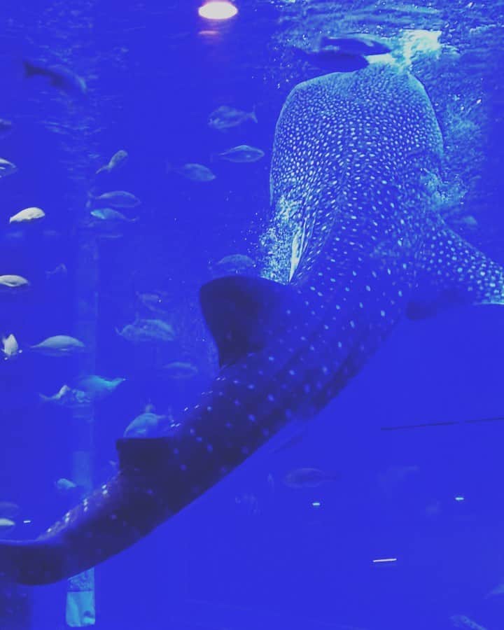 D[di:]のインスタグラム：「能登3日目  #いち旅いち動物いち神社 =一度の旅に、一つは動物園または水族館、そんでもって神社参り⛩やっちゃいましょう🦐 が我が家のジャーニールール✈️ てなわけで、ジンベイザメ館がウハウハスポットな #のとじま水族館 に行ってきました😍  1.のっけからカウンターパンチ食らった😇ジンベイザメ館 何ここの水槽、魚達とやたら近く感じる‼️美ら海水族館でもジンベイザメ見たけど、ここのはなんだかものすごい迫力‼️近い〜‼️しかもちょうどジンベイザメのもぐもぐタイムに当たり🎯 2.それもそのはず、通常の水槽って上からなんて見れないのに、ここのは上からも覗ける〜‼️幼児のように水槽にはりつく旦那ちゃん^_^ これはスゴイ🙄🙄🙄 3.人間にすると90歳、現在推定24歳のばあちゃんラッコのラスカは現在、唯一の野生個体なんだって。ラッコって思ってたよりめちゃデカくてびっくりした。ラッコとの距離も近い。 4.イルカショーに続いてアシカのショー ^_^ めちゃくちゃ可愛い😍💕 5.ひとり500円でこんなお触りタイム💕良いですかっ💕江ノ島でさわさわしたときより、いろいろ教えていただきながらのお触り❤️ツルツル〜‼️ピカピカ〜❤️贅沢すぎる🥴🥴🥴 6.お腹までさわさわ〜ツルツルつぁ～～～～い‼ 7.イルカショーでも大活躍しまくってたカイくん❤️目が優しい💕小さなクジラ🐳みたいだった 8.アザラシとの距離も近い 9.10.能登魚海遊回廊🐟最近プロジェクトマッピングが導入して華やか  #水族館 #aquarium #いるか #dolfine #ジンベイザメ #ふれあい系」