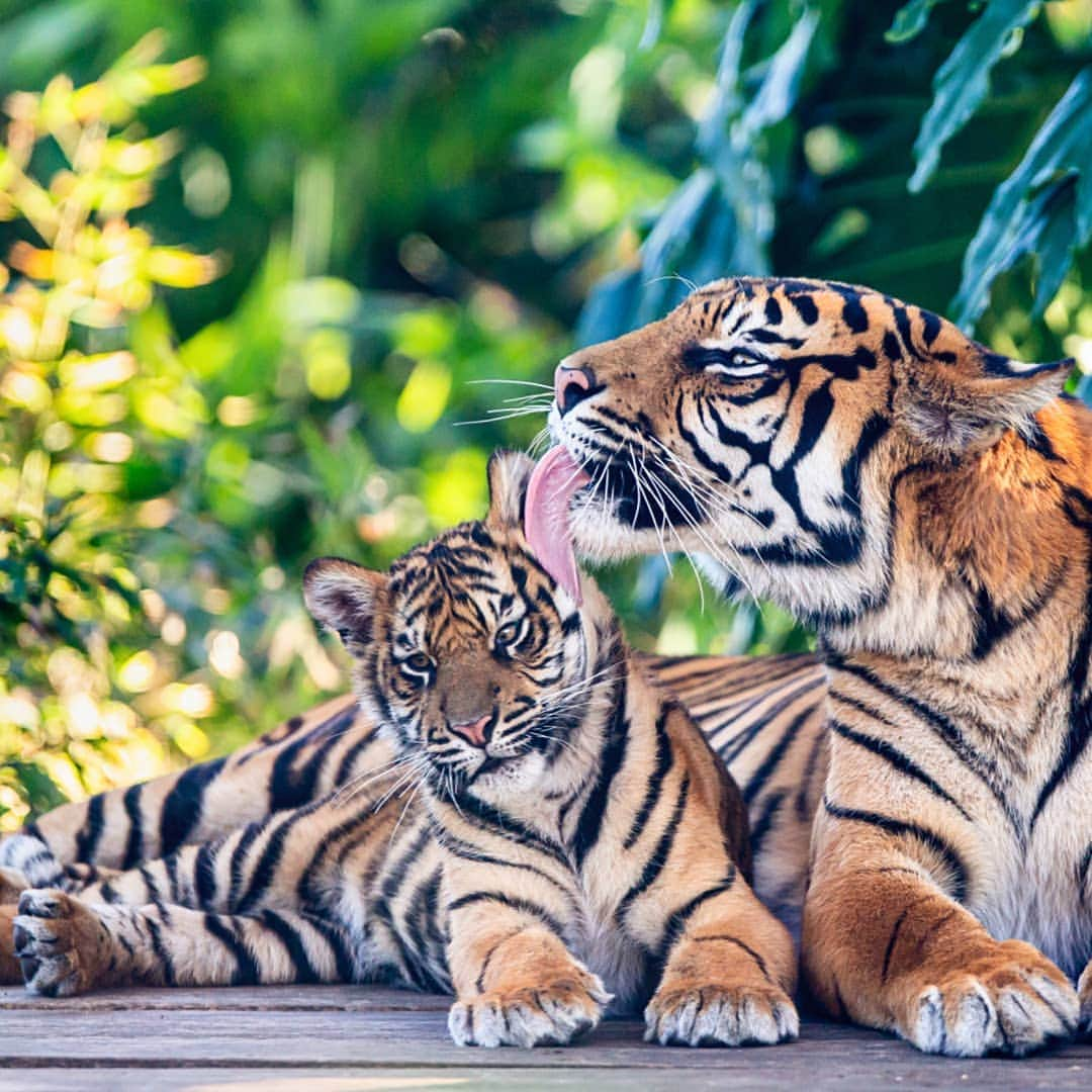 タロンガ動物園さんのインスタグラム写真 - (タロンガ動物園Instagram)「Kartika doing what every mum does best!  Cub update: Our three Sumatran tiger cubs Mawar, Tengah Malam and Pemanah have grown strength to strength. Each day they are slowly becoming more and more active so make sure you catch a glimpse of them these Winter School Holidays!  #ForTheWild 📸 Via Rick Stevens」7月9日 16時30分 - tarongazoo