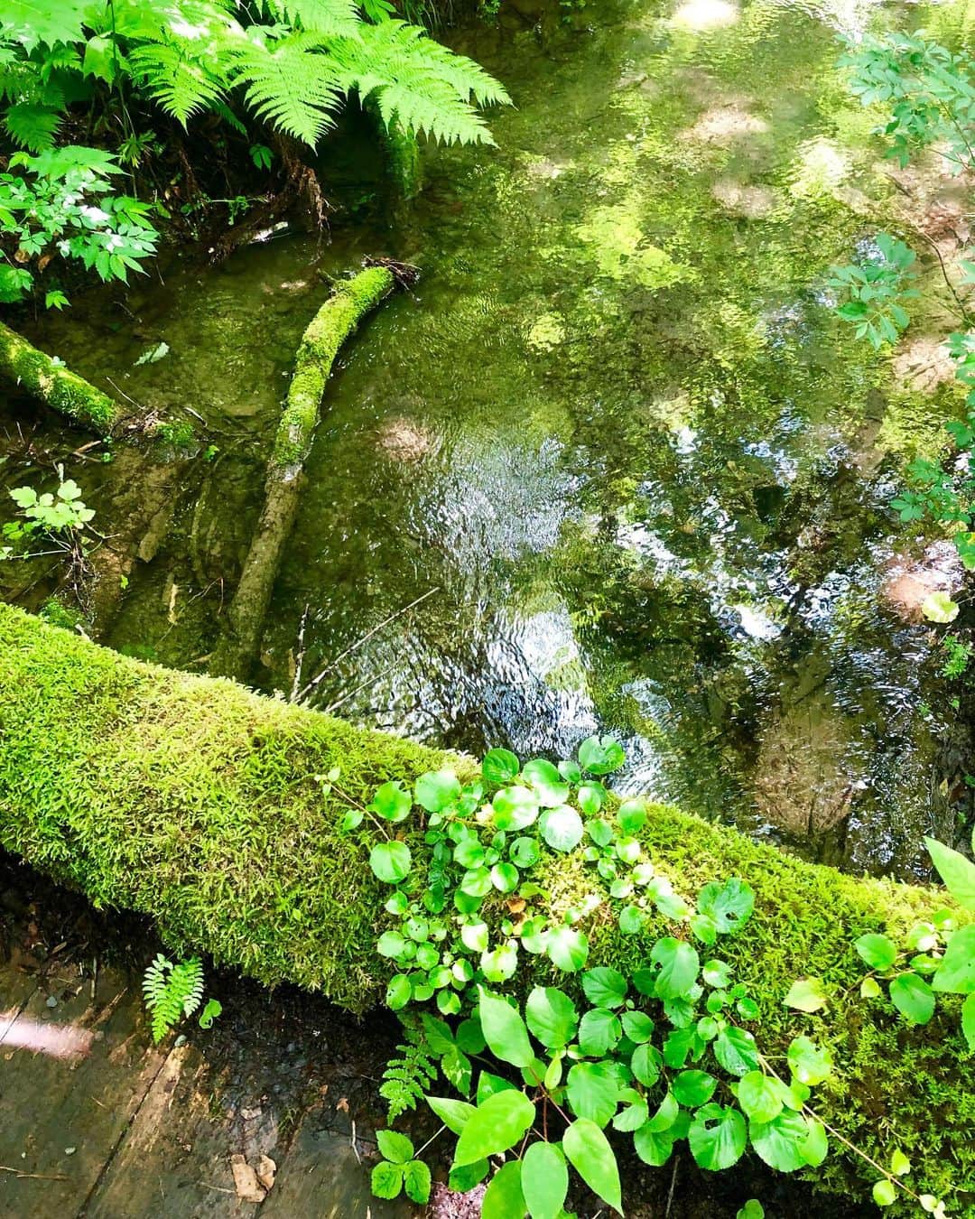 masakiさんのインスタグラム写真 - (masakiInstagram)「🌿 見上げる空は深緑の天幕 目の前はどこまでつづく深緑の小径 足元は苔むした深緑の絨毯 長い年月をかけて自然が作る美しい森  スーハー！ どんなに美しい宝石も自然が作り出す造形にはかなわない 名字が森で光栄です♡」7月9日 16時44分 - mogurapicassowols
