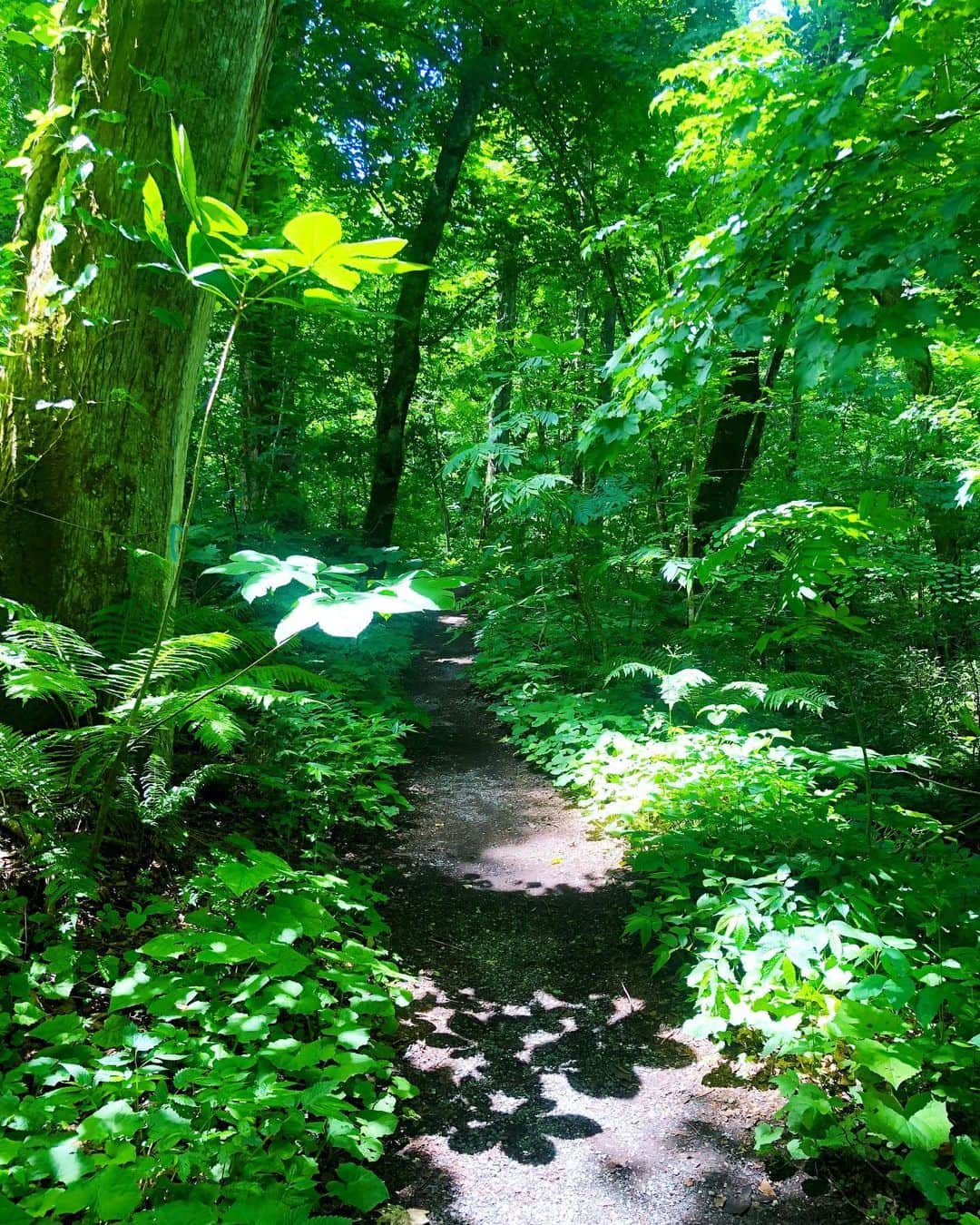 masakiさんのインスタグラム写真 - (masakiInstagram)「🌿 見上げる空は深緑の天幕 目の前はどこまでつづく深緑の小径 足元は苔むした深緑の絨毯 長い年月をかけて自然が作る美しい森  スーハー！ どんなに美しい宝石も自然が作り出す造形にはかなわない 名字が森で光栄です♡」7月9日 16時44分 - mogurapicassowols