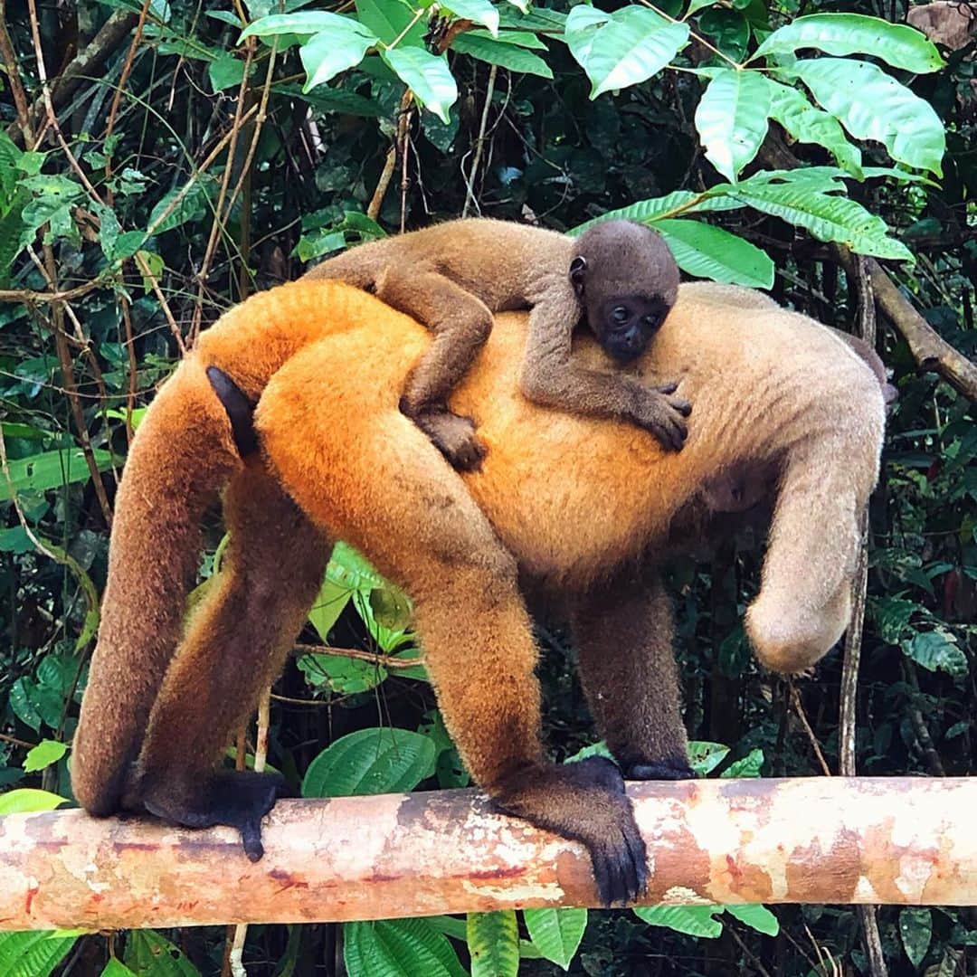 sananasのインスタグラム：「🐒 Monkey power !!! Regardez sa petite tête 😍😍😍 Je fonds !  Comment ça va vous ? Je vous souhaite une belle journée mes ananas 💚🍍 . #Bresil #Monkey #SoCute #Love #Family #TuiFrance」