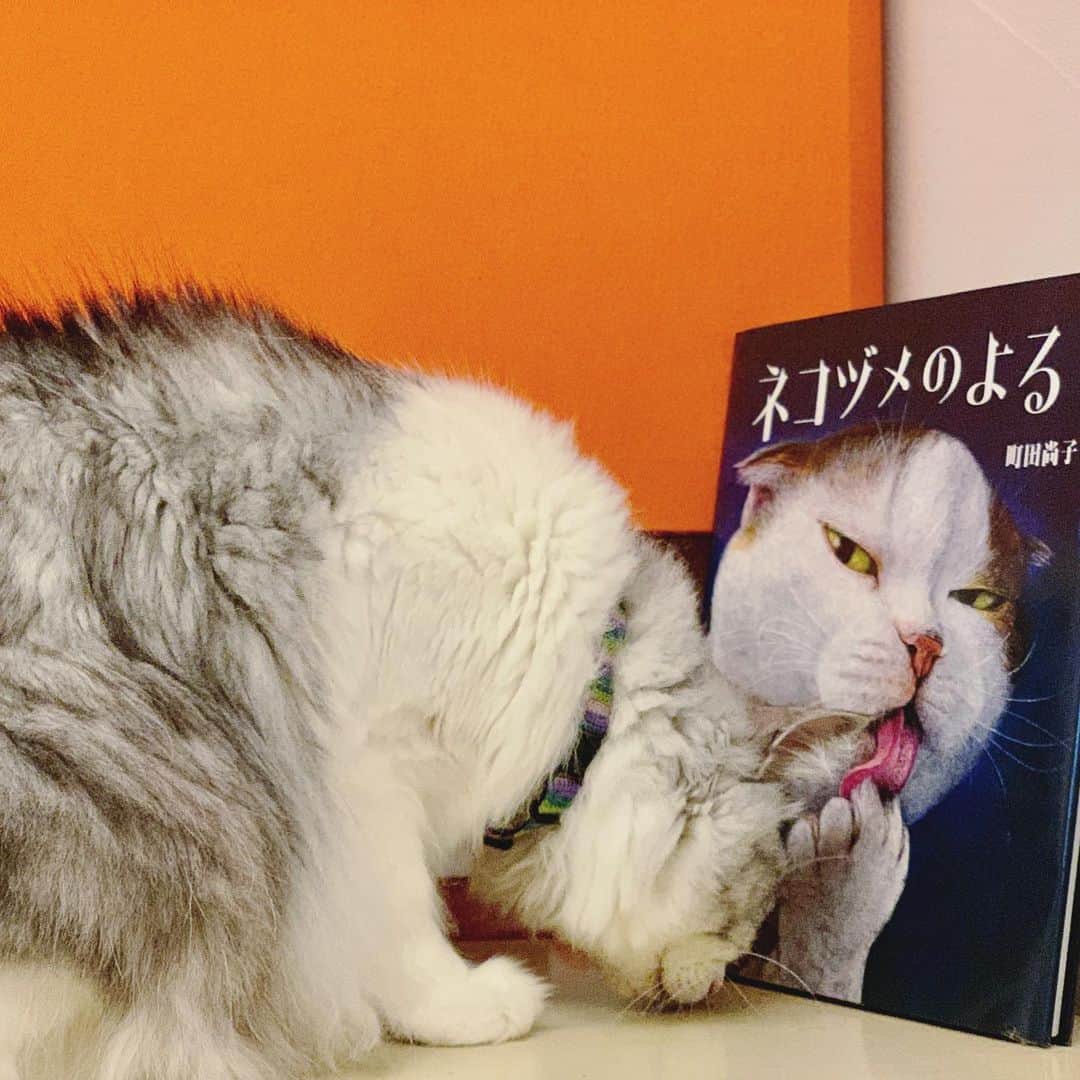 近藤研二さんのインスタグラム写真 - (近藤研二Instagram)「先日、町田尚子さんとお話する機会があり、「うちの猫もリンパ腫だったんですけど、あれから10年ちかく、18歳になった今も元気に暮らしています。だからモイちゃんもきっと大丈夫です！」と心強い言葉をいただいた。「うちの猫」とは絵本『ネコヅメのよる』の主人公でもある白木さんのことだ。「えー、そうだったんですねえ、励みになります。絵本がうちにもあるんで今夜から早速モイの掛け布団にして、そのパワーにあやからせてもらいます！」と、初対面にも関わらず、まったく猫というのは、人と人をいとも簡単に繋いでくれるものだなあ。  このインスタでも同じ病と闘っている（闘っていた）方々ともたくさん繋がっている。みんな寛解、完治を目指してこれからもがんばろう！！！ . . #モイリンパ腫闘病 #近藤モイ #モイチン #モイ201907 #モイ4才3ヶ月 #graytabbyandwhite #サバシロ #長毛種 #猫 #ねこ #ネコ #neko #cat #cats #kissa #gato #gatto #meow #モイのシッポ #moitail #モイスタジオ #モイあくび #いただきモイ」7月9日 17時20分 - kenjikond0
