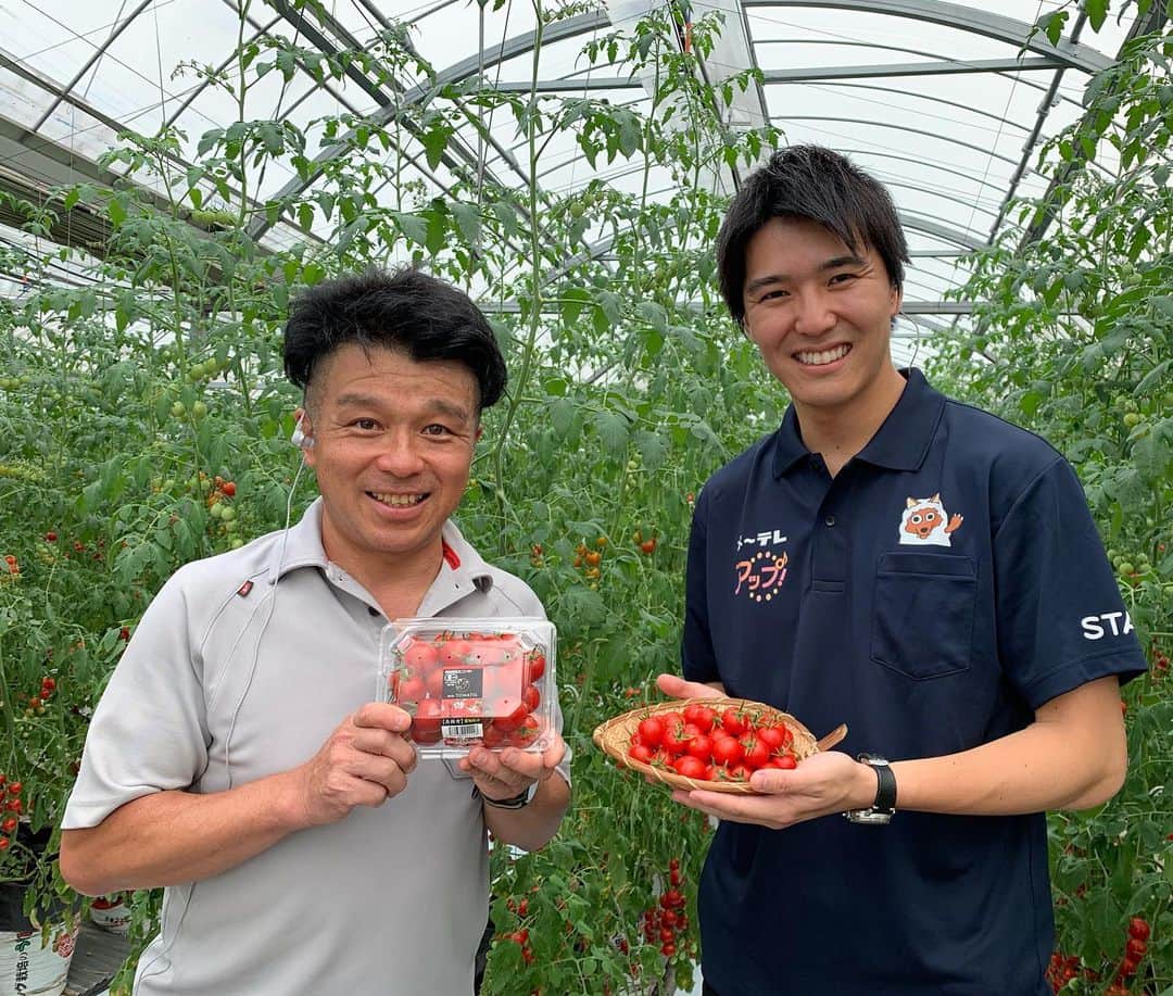 濱田隼さんのインスタグラム写真 - (濱田隼Instagram)「今日の「アップ」中継は 名古屋市中川区の 飯田農園 からでした。 . 糖度が10度のフルーツトマト「miuトマト」は カツオと昆布の肥料で育てたそうで 甘みと旨みが詰まっていました。 . そのまま食べる以外にも、炊き込みご飯にするのもおススメだそうですよ！！ . #飯田農園 #トマト #名古屋市 #中川区 #アップ #中継 #メーテレ #アナウンサー #濱田隼」7月9日 17時53分 - shun_hamada_nbn