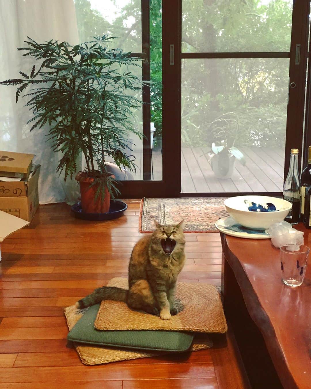 おおたうにのインスタグラム