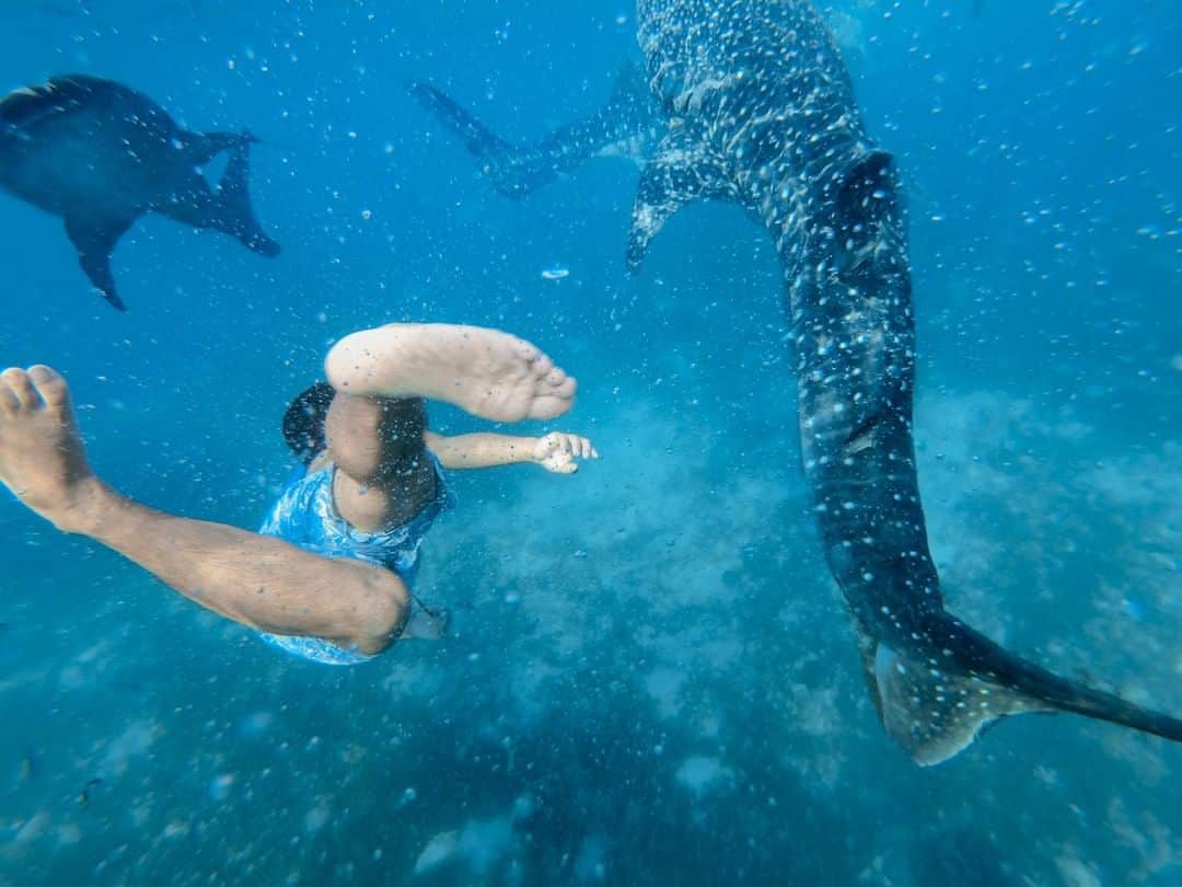 のインスタグラム：「#ジンベイザメ と泳ぎたいという夢が叶った瞬間 x3 🦈🦈🦈 📷 @ke_ta71 ・ ・ ・ #GoPro #GoProJP #GoProのある生活 #セブ島 #セブ #フィリピン #海外旅行 #フリーダイビング #ダイビング #🇵🇭 #Philippines #Cebu」