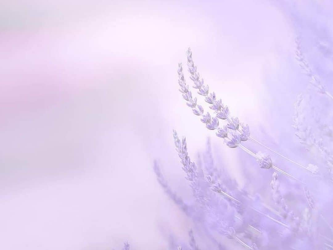 花の写真館さんのインスタグラム写真 - (花の写真館Instagram)「Photo by Kanako Kato.⠀ .⠀ Original Post[投稿頂いたURL]⠀ https://www.facebook.com/photo.php?fbid=1030983433734232⠀ .⠀ 本アカウントは、 #私の花の写真 をつけてInstagramに投稿された皆さまの花の写真や、「花の写真館」Facebookページで投稿された花の写真を紹介します。⠀ 「花の写真館」Facebookページは、「 @floral.photograph 」のプロフィールにあるURLからご覧ください。⠀ .⠀ #花の写真館 #floralphotograph #floralphoto #flower #flowers #富士フイルム #FUJIFILM⠀ Follow: @floral.photograph」7月9日 19時30分 - floral.photograph