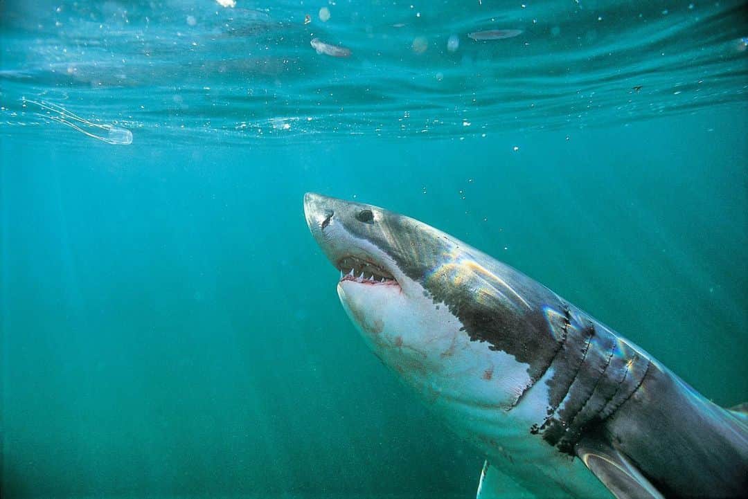 Thomas Peschakのインスタグラム：「It was during the austral winter of 2002 when this female white shark approached a box jellyfish off the coast of South Africa. When she was just a few feet away her forward momentum ceased and for a few precious seconds, as if transfixed by the light bouncing off the tentacles, she hovered just below the surface. This was one of the first white shark photograph I ever made and is still one of my favorites. It highlights the great white shark’s almost gentle curiosity, which I have been privileged to observe frequently over past two decades. #greatwhiteshark #greatwhite #shark #underwaterphotograpy#picoftheday #ocean #southafrica」