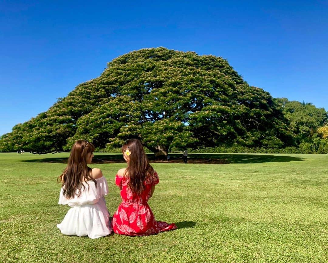 美波千夏さんのインスタグラム写真 - (美波千夏Instagram)「🌳 ❤️ 高速の出口おりて3秒(体感)で着いたこの木なんの木！ウエディング撮影もしてたー🥺💕入園料5ドルくらいだったかな？こんなに綺麗に管理するの大変だろうなー！ よく、写真誰が撮ってるの？って聞かれるのでその秘密をストーリーしておきます。(三脚になる自撮り棒) . . . . 🌎📍ハワイ モアナルアガーデンズパーク ✈︎=====================================☆ #hawaii #ハワイ  #モアナルアガーデンズパーク #MoanaluaGardens #인물 #肖像  #asiangirl  #japanesegirl #me #followme #follow ✈︎=====================================☆」7月9日 19時47分 - chinatsu_minami