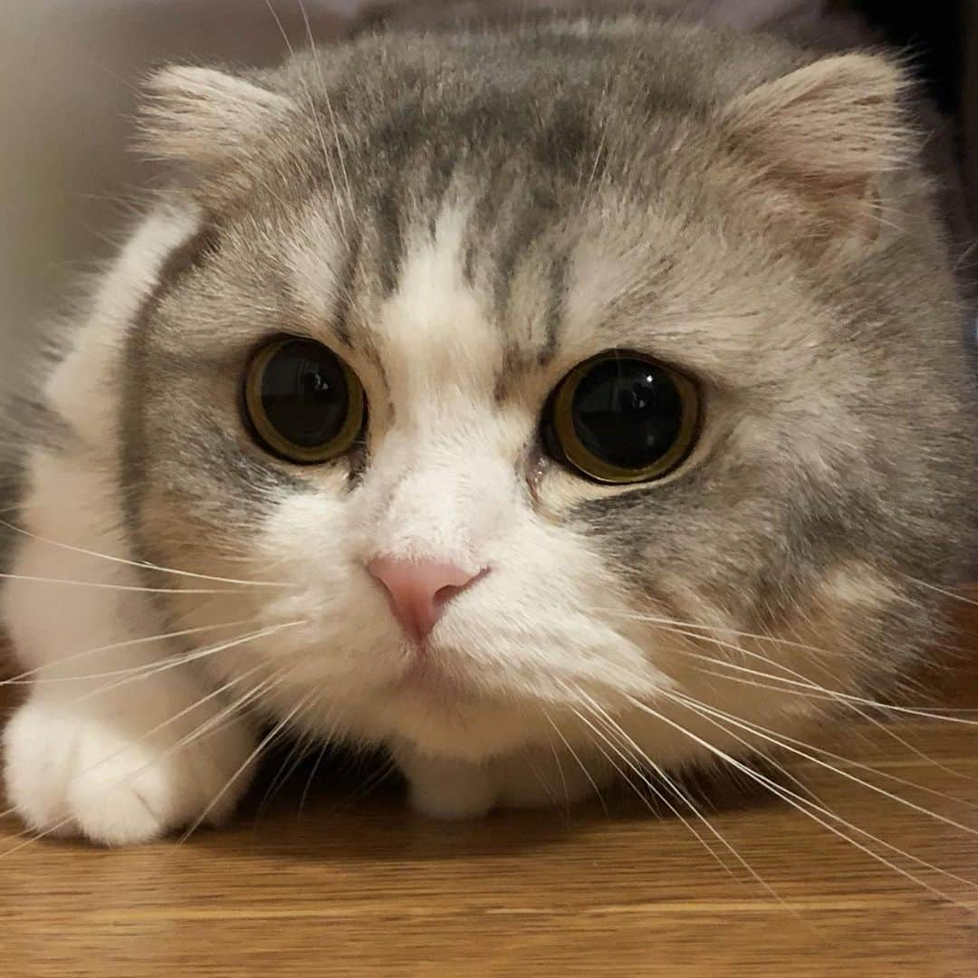 *eri*さんのインスタグラム写真 - (*eri*Instagram)「こんばんは⋆｡˚✩ ほっぺが床につきそうにゃん😸💓 2019.07.09 #猫 #ねこ #スコティッシュフォールド #ネコ #ねこ部 #にゃんこ #スコティッシュ#ニャンコ#ペット#スコ#猫部#cat #Scottishfold」7月9日 19時56分 - eriten8