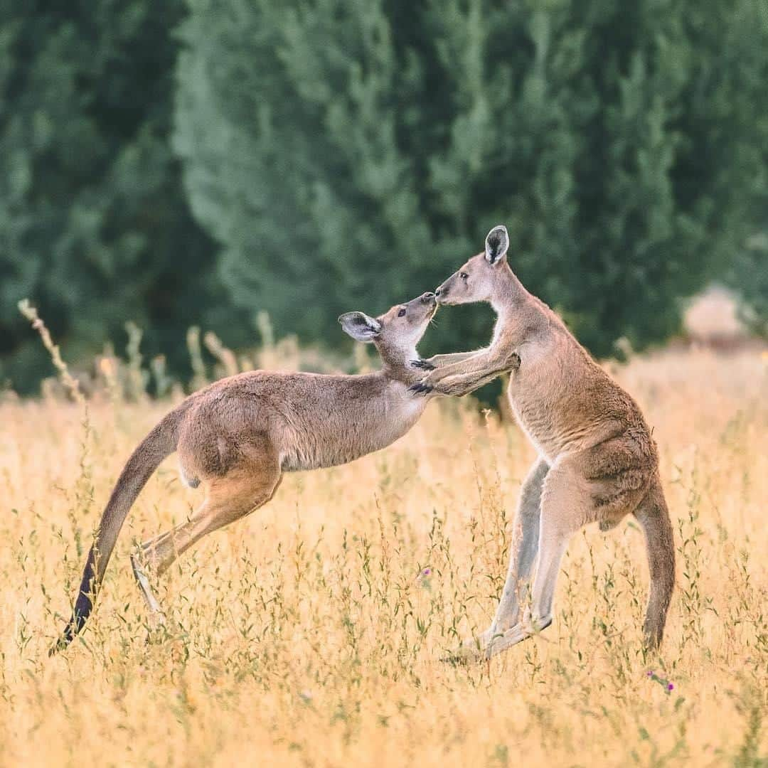 Australiaのインスタグラム