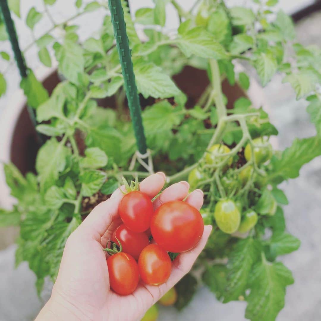 川田御早希さんのインスタグラム写真 - (川田御早希Instagram)「ミニトマト収穫 自然の恵みに感謝！  #ベランダ菜園 #ミニトマト #引き寄せ #上機嫌 #いい気分 #今幸せでいよう  #今を楽しむ #自然の恵みに感謝」7月9日 20時04分 - misaki_kawada