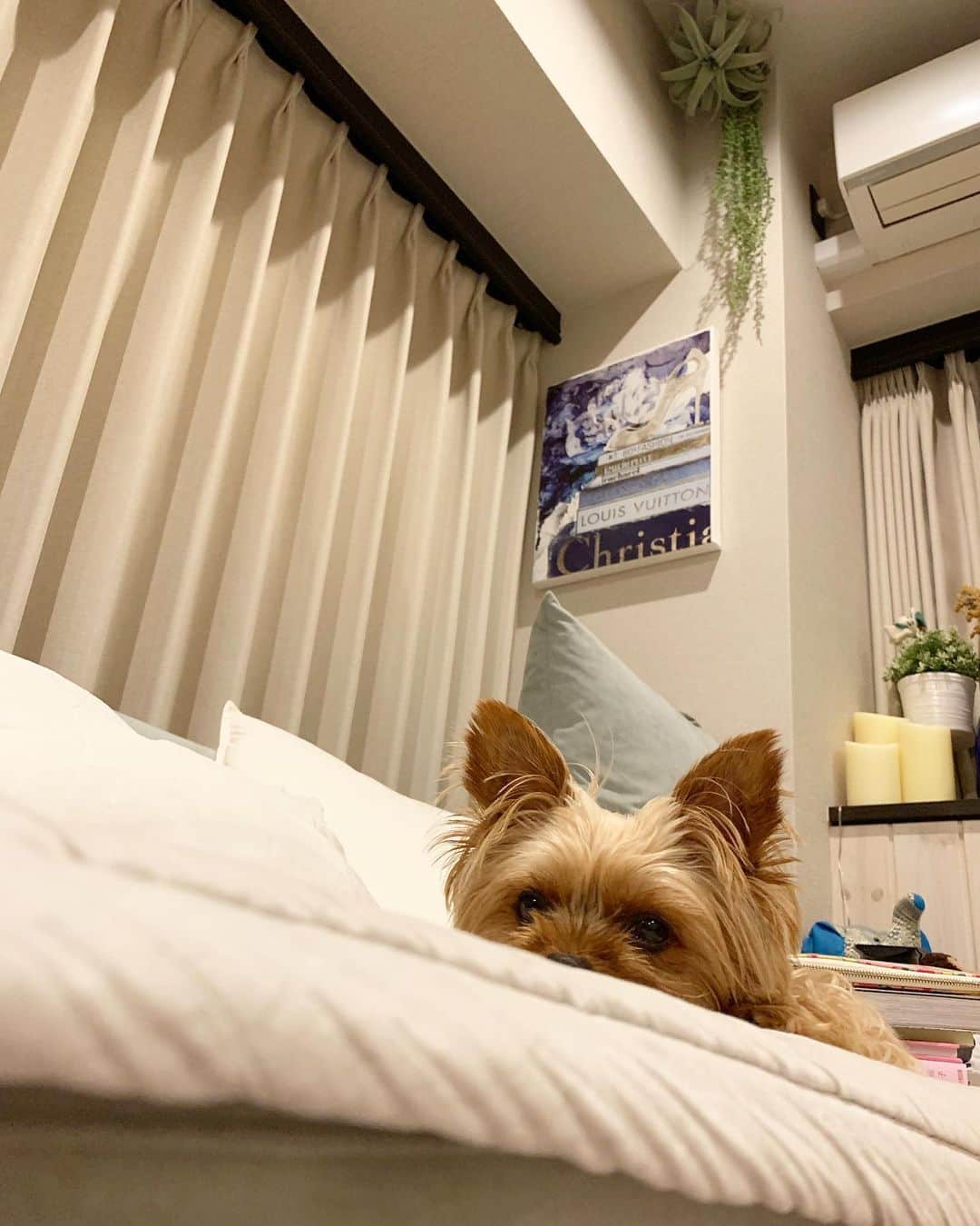 Rubyさんのインスタグラム写真 - (RubyInstagram)「🐶💬 Hi  ㅤㅤㅤㅤㅤㅤㅤㅤㅤㅤㅤㅤㅤ ママが風邪ひいたって床に転がっていて、あたしはソファーのお気に入りの場所にママが本を置きっぱなしだったからどけて欲しかったのです。 だからね、ママ大丈夫〜？って言って、寄っかかってグースカいびきかいて寝てからタイミングをみて、ププってオナラをしてみました。 ママは、くさいっ、って起きて本をどけてくれました。 やっぱり私の犬生は思い通りになるみたい。 #yorkie #ヨーキー #yorkshireterrier #ヨークシャテリア」7月9日 20時06分 - ruby_the_yorkie