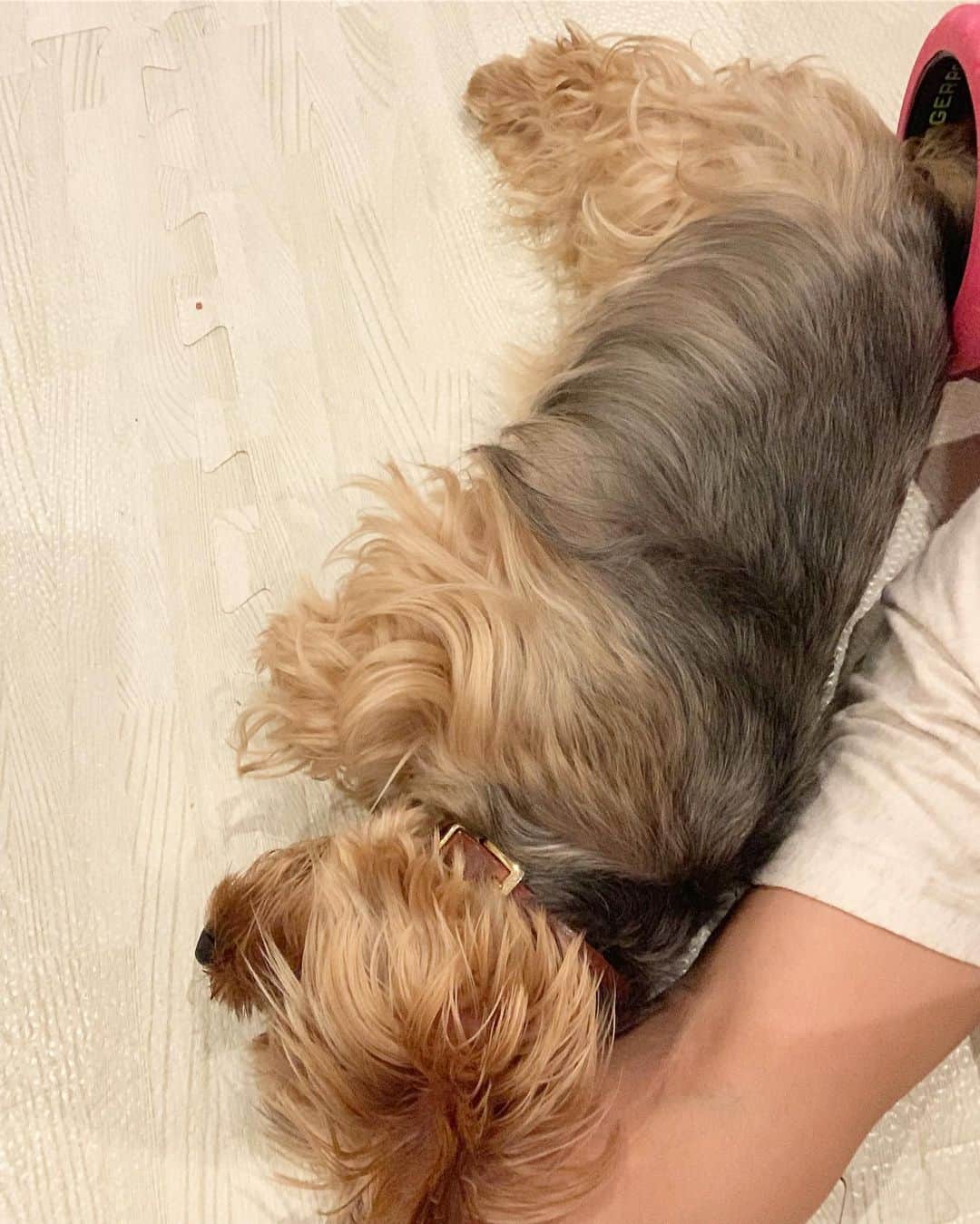 Rubyさんのインスタグラム写真 - (RubyInstagram)「🐶💬 Hi  ㅤㅤㅤㅤㅤㅤㅤㅤㅤㅤㅤㅤㅤ ママが風邪ひいたって床に転がっていて、あたしはソファーのお気に入りの場所にママが本を置きっぱなしだったからどけて欲しかったのです。 だからね、ママ大丈夫〜？って言って、寄っかかってグースカいびきかいて寝てからタイミングをみて、ププってオナラをしてみました。 ママは、くさいっ、って起きて本をどけてくれました。 やっぱり私の犬生は思い通りになるみたい。 #yorkie #ヨーキー #yorkshireterrier #ヨークシャテリア」7月9日 20時06分 - ruby_the_yorkie