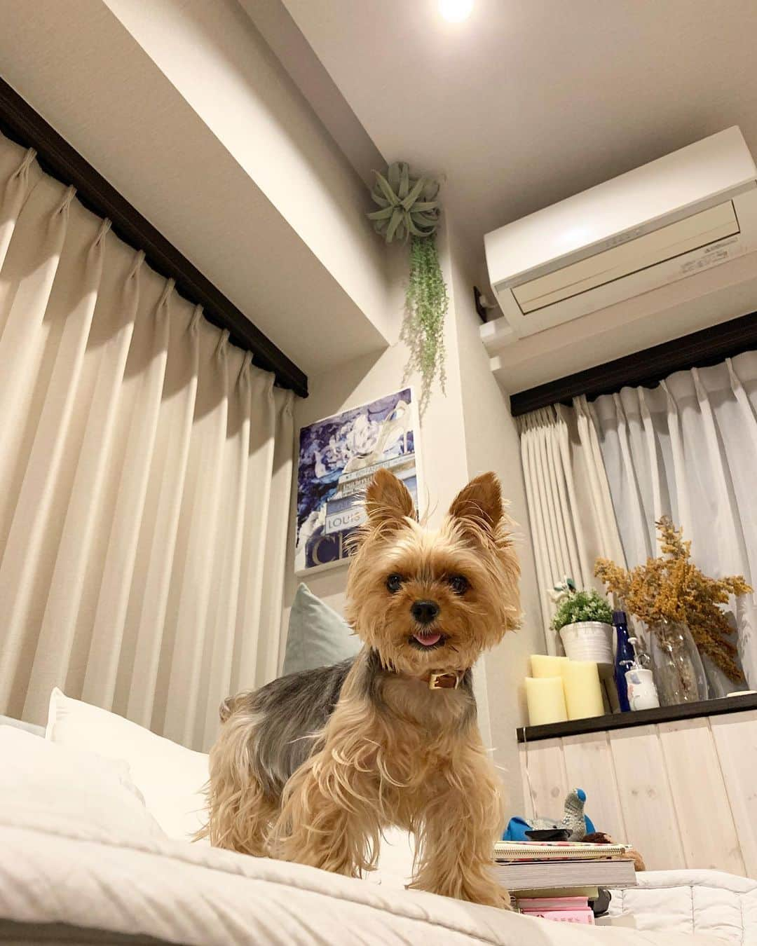 Rubyさんのインスタグラム写真 - (RubyInstagram)「🐶💬 Hi  ㅤㅤㅤㅤㅤㅤㅤㅤㅤㅤㅤㅤㅤ ママが風邪ひいたって床に転がっていて、あたしはソファーのお気に入りの場所にママが本を置きっぱなしだったからどけて欲しかったのです。 だからね、ママ大丈夫〜？って言って、寄っかかってグースカいびきかいて寝てからタイミングをみて、ププってオナラをしてみました。 ママは、くさいっ、って起きて本をどけてくれました。 やっぱり私の犬生は思い通りになるみたい。 #yorkie #ヨーキー #yorkshireterrier #ヨークシャテリア」7月9日 20時06分 - ruby_the_yorkie