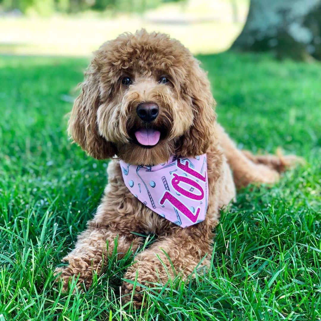 モーガン・プレッセルさんのインスタグラム写真 - (モーガン・プレッセルInstagram)「#golfpup is ready to head back out on tour this week for @marathonlpga! #tot . . Thank you @cliveandbacon for the most adorable bandana for the little princess!! 😍😍😍」7月9日 20時13分 - mpressel