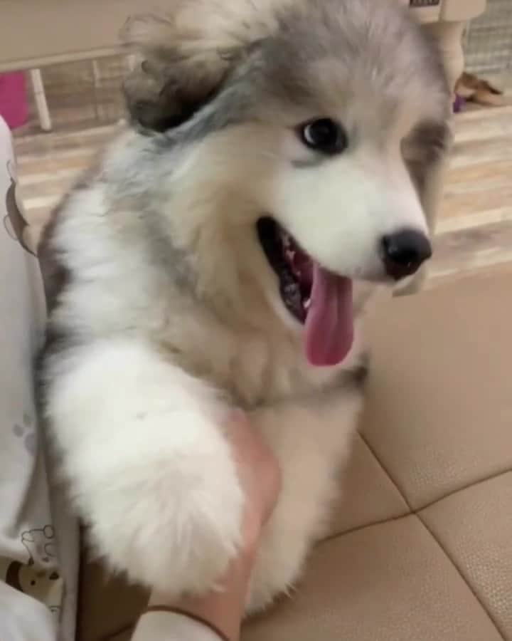 husky and malamuteのインスタグラム：「Play with you everyday.🤣🤣😝😝 follow @alaskandaily （Twitter：alaskandaily）for more cute pic and video.😜 ……………………………………………………………… Each video was approved by the original author. But  don't have a Instagram account. We are first one post those video. So watermark credit @alaskandaily ……………………………………………………………… #alaskan#malamute#alaskanmalamute#alaskanhusky#malamutesofinstagram#puppylife#puppylove#puppydog#puppylover#dogdays#malamutepuppy#huskies#huskeypuppy#huskeiesreq#siberian#huskeiesofig#dogslife#dogsofnyc#cutedog#cutedogs#huskeypics#huskeylovers#huskygram#huskeylove#huskiesofinstagram#dogsofnyc#husky#狗」