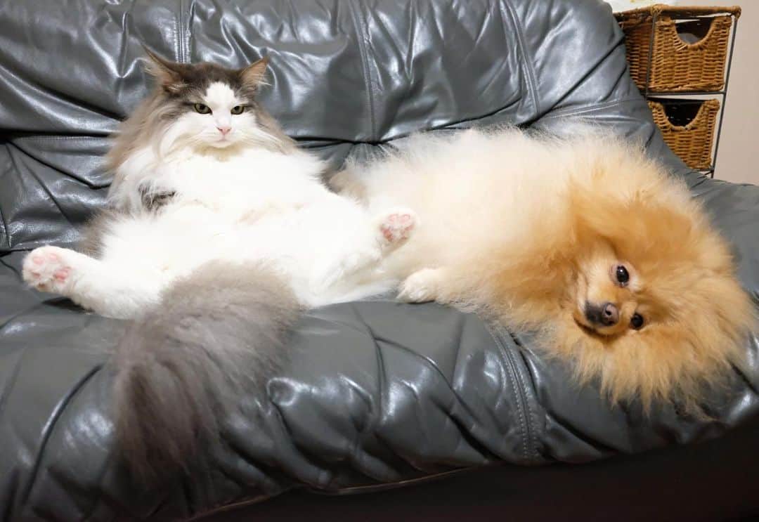 Hanaさんのインスタグラム写真 - (HanaInstagram)「ブログ更新しました♪ プロフィールから飛べます🚀 http://kedamakyoudai.blog.jp/ * ダラッダラきょうだい * 動きたくないきょうだい * * #NorwegianForestCat#Pomeranian#japan#catlover#doglover#dogs#cat#Kawaii#fluffy#pom#fluffydog#catsofinstagram#dogsofinstagram#fluffycat#ノルウェージャンフォレストキャット#ポメラニアン#pecoいぬ部#ペコねこ部#犬と猫のいる暮らし#かわいい#cute#cutecat#cutedog#funny#funnydog#funnycat#いぬのきもち#ねこのきもち#犬と猫」7月9日 20時32分 - mofu2family
