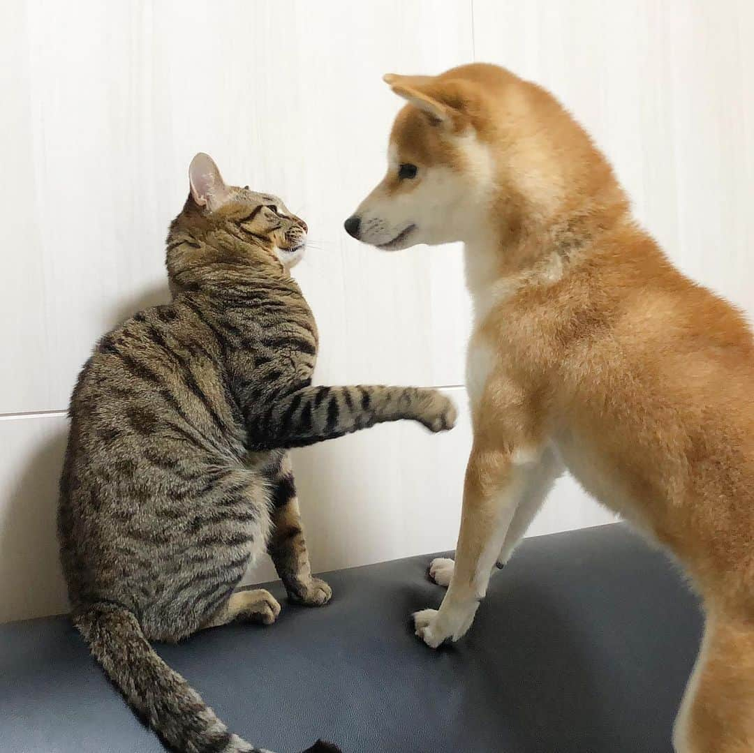 ゆうとろ（柴犬ゆうと猫のとろ）のインスタグラム