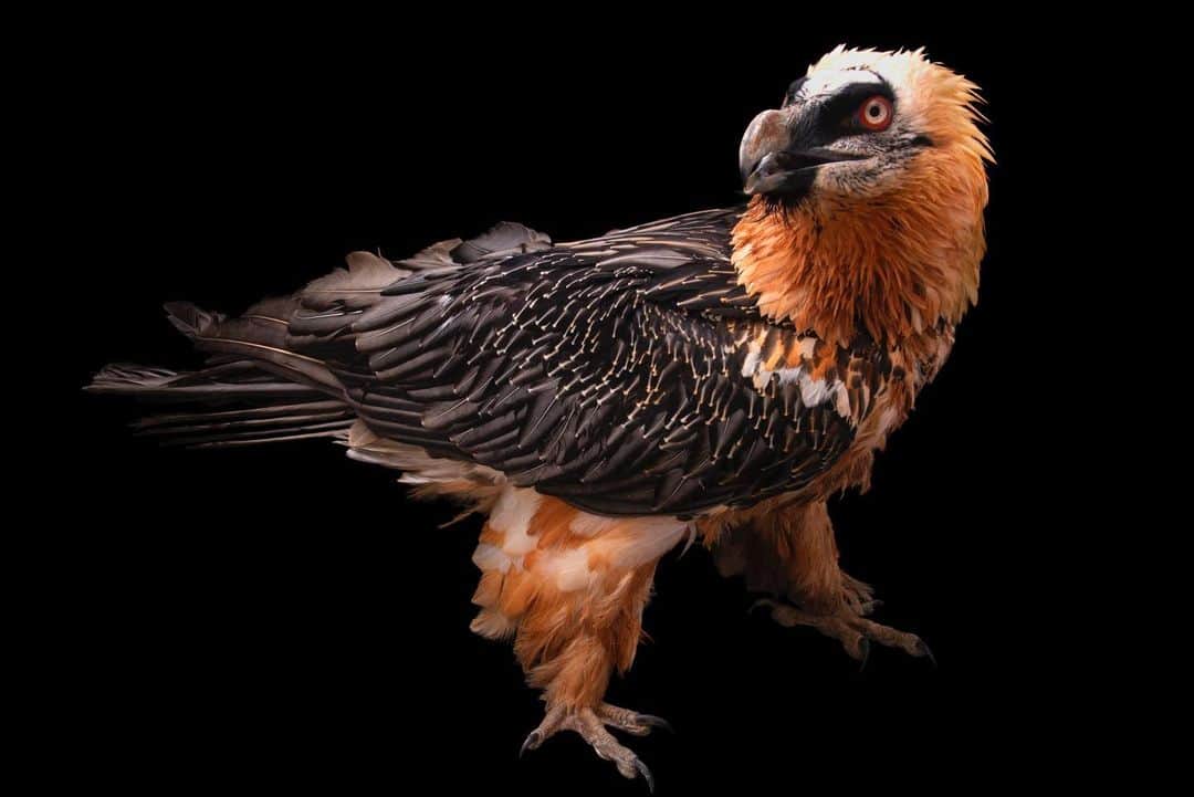 Joel Sartoreさんのインスタグラム写真 - (Joel SartoreInstagram)「Few birds look as fearsome as the bearded vulture. These giant birds can grow up to four feet tall and have close to a nine foot wingspan. As if their size wasn’t intimidating enough, these vultures apply soil stained with iron oxide to their feathers, ensuring a bright orange glow which can give them a fiery appearance. It could be their looks, or the fact that 80% of their diet consists of bone and bone marrow that led to the common belief that these birds would snatch and carry off human babies, a misconception that played a big role in this species being hunted to the brink of extinction in Eastern Europe. While the threat of hunting has decreased and reintroduction work is underway, ​the vultures are still at risk due to illegal use of poisoned baits set for wolves, foxes, jackals and crows. ​This photo was taken thanks to the support of @greenteenteam​ at Centro Monticello in Italy. #beardedvulture #vulture #​Lammergeier #​Ossifrage #bonecrusher #fearsome #photoark #savetogether」7月9日 21時21分 - joelsartore