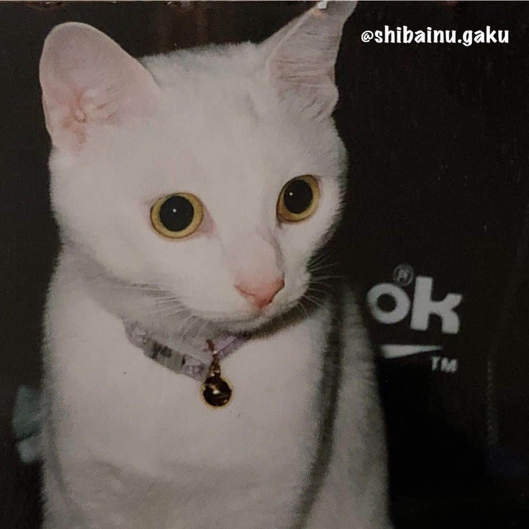 Kazumi-Gakumamaさんのインスタグラム写真 - (Kazumi-GakumamaInstagram)「我が家の初代ニャンコのへちまちゃん➰🐈 *  昨日、無事に満23歳のお誕生日を迎えました㊗️🎊🎉🎂💝 *  人間に換算すると108歳くらいとか⁉︎🙀😻😸 *  今は娘と暮らしているへちま🐱 *  このままいつまでも元気で居てね〜😌 *  2枚目の写真は、昨日大好物のささみをモリモリ食べてる姿です~😋 *  4枚目は、へちまが1歳の時の写真です✨ 可愛いでしょ〰️😻 *  Please swipe☞ The fourth picture is the picture when Hechima is 1 year old✨ * * *  一昨日からインスタの不具合(アクションがブロックされる)で、皆さんの投稿にいいね！やコメントが出来ず大変困っていました😭 投稿は出来るみたいですが、キャプションが消えてしまい削除‼︎ 仕方なくログアウトし直しました😭 🐾----*----*----*----🐾 Hechima was happy yesterday to celebrate its 23rd birthday㊗️🎊🎉 It is about 108 years old when converted to human beings🎂 She also ate the favorite Chicken fillet yesterday🐓 Hechima lives with my daughter👱‍♀ 🐾----*----*----*----🐾 #猫 #ねこ #ニャンコ #かわいい  #pecoねこ部 #pecotv #にゃんすたぐらむ #ねこすたぐらむ #へちま #白猫 #whitecat #我が家の初代猫 #23歳の誕生日 #まるちゃんパパと同じ誕生日 #インスタ不具合 #20190709」7月9日 21時36分 - shibainu.gaku