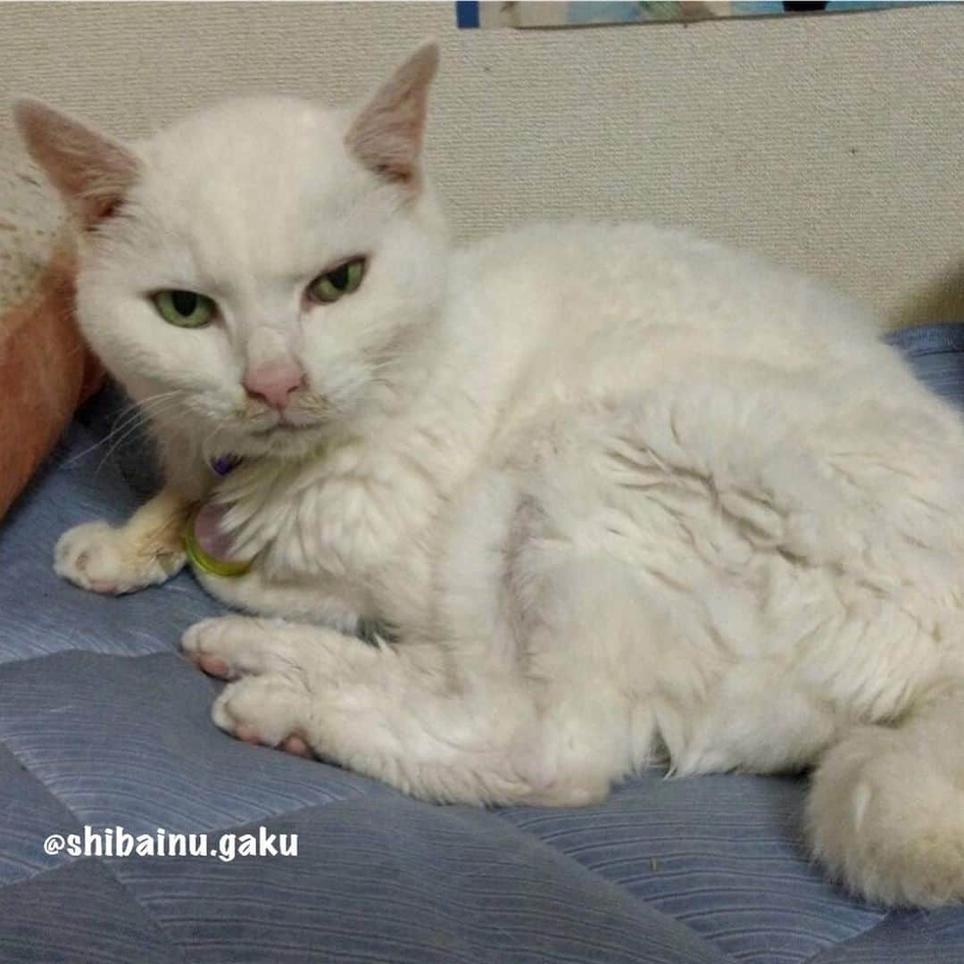 Kazumi-Gakumamaさんのインスタグラム写真 - (Kazumi-GakumamaInstagram)「我が家の初代ニャンコのへちまちゃん➰🐈 *  昨日、無事に満23歳のお誕生日を迎えました㊗️🎊🎉🎂💝 *  人間に換算すると108歳くらいとか⁉︎🙀😻😸 *  今は娘と暮らしているへちま🐱 *  このままいつまでも元気で居てね〜😌 *  2枚目の写真は、昨日大好物のささみをモリモリ食べてる姿です~😋 *  4枚目は、へちまが1歳の時の写真です✨ 可愛いでしょ〰️😻 *  Please swipe☞ The fourth picture is the picture when Hechima is 1 year old✨ * * *  一昨日からインスタの不具合(アクションがブロックされる)で、皆さんの投稿にいいね！やコメントが出来ず大変困っていました😭 投稿は出来るみたいですが、キャプションが消えてしまい削除‼︎ 仕方なくログアウトし直しました😭 🐾----*----*----*----🐾 Hechima was happy yesterday to celebrate its 23rd birthday㊗️🎊🎉 It is about 108 years old when converted to human beings🎂 She also ate the favorite Chicken fillet yesterday🐓 Hechima lives with my daughter👱‍♀ 🐾----*----*----*----🐾 #猫 #ねこ #ニャンコ #かわいい  #pecoねこ部 #pecotv #にゃんすたぐらむ #ねこすたぐらむ #へちま #白猫 #whitecat #我が家の初代猫 #23歳の誕生日 #まるちゃんパパと同じ誕生日 #インスタ不具合 #20190709」7月9日 21時36分 - shibainu.gaku