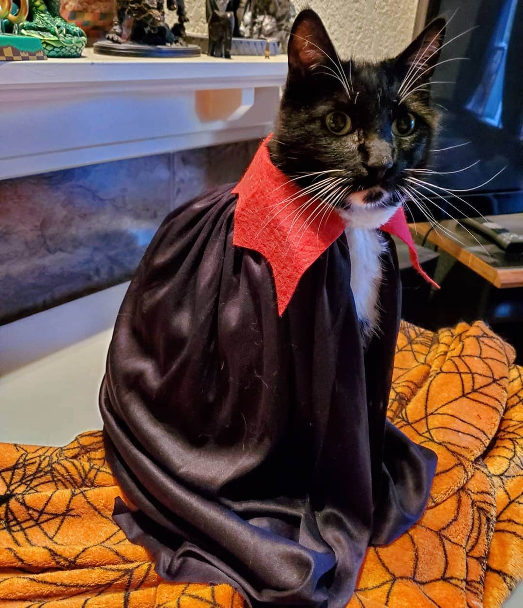 猫コスプレさんのインスタグラム写真 - (猫コスプレInstagram)「Yeah, cats wearing ties are adorable. But have you seen them wearing cloaks?  Just something 'bout a powerful cat rocking a cloak. #catsinclothes #cloak . . . . . . #catcosplay #catcostume #memes」7月9日 21時38分 - cat_cosplay