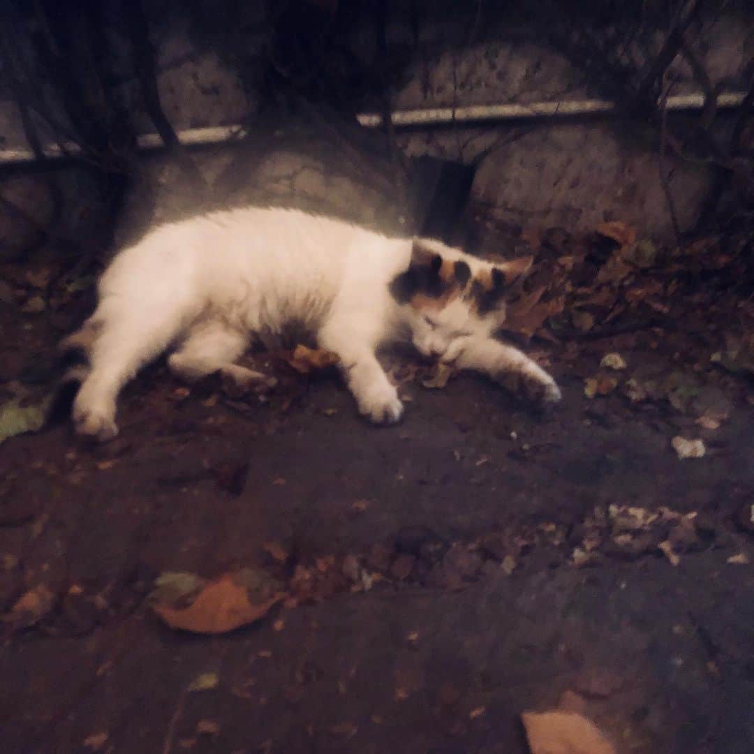 シシド・カフカさんのインスタグラム写真 - (シシド・カフカInstagram)「. . ブエノスの猫は どの子も懐っこい . ブエノスから離れると 犬も懐っこい . . 癒されるわー」7月9日 21時38分 - shishido_kavka