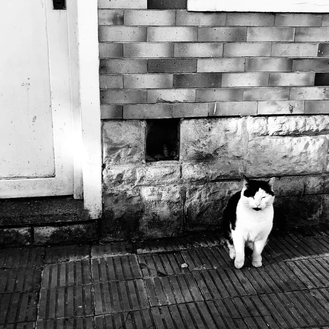 シシド・カフカさんのインスタグラム写真 - (シシド・カフカInstagram)「. . ブエノスの猫は どの子も懐っこい . ブエノスから離れると 犬も懐っこい . . 癒されるわー」7月9日 21時38分 - shishido_kavka
