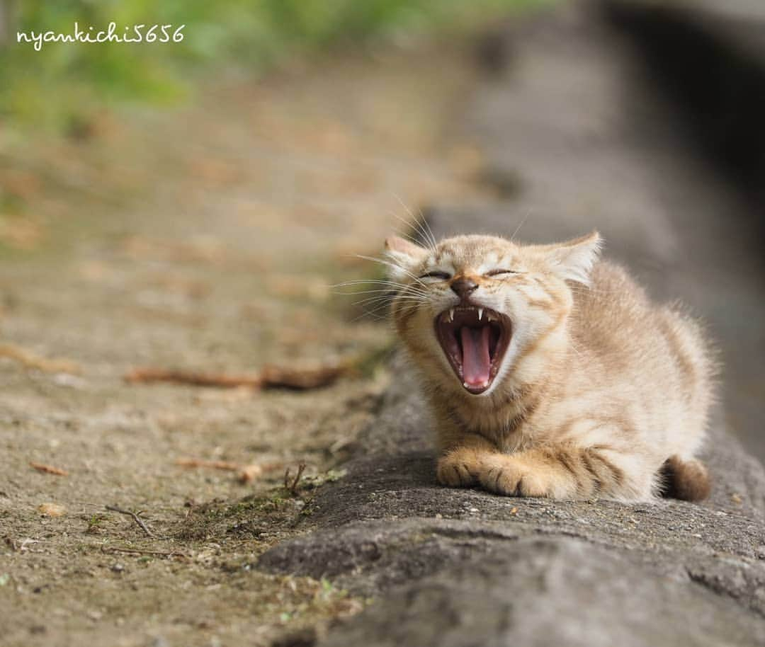 路地裏のにゃん吉さんのインスタグラム写真 - (路地裏のにゃん吉Instagram)「ふぁー  #生き抜け野良猫  #แมว #igersjp#ねこ#猫#ig_japan#ねこ部#ふわもこ部#野良猫#にゃんすたぐらむ#みんねこ #cats#ファインダー越しの私の世界 #catsofinstagram#catstocker#instagramjapan##catloversclub#ペコねこ部#ピクネコ #東京カメラ部#icu_japan#team_jp_西 #고양이#nekoclub #catstagram#japan_photo_now #bestcatclub #loves_nippon#balousfriends#ファインダーは私のキャンパス」7月9日 21時55分 - nyankichi5656