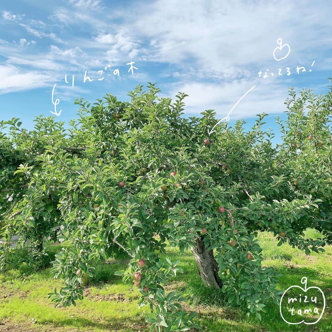 mizutamaさんのインスタグラム写真 - (mizutamaInstagram)「この木なんの木 りんご形の木🍎﻿ （実はならない😋）﻿ ﻿ 友達が見せたいものがある〜！﻿ と車で通ってくれた藤崎に﻿ りんご形の木がー🍎✨ かわいい〜﻿ ﻿ ﻿ 夜な夜な仕事をする日は﻿ 日中にパワー充電。﻿ 今日は良質なパワーを充電できたので﻿ 仕事がサクサク進むに違いない💪﻿ ﻿ ﻿ ﻿ #りんご #apple #🍎﻿ #青森 #aomori #藤崎町 ﻿ #この木なんの木 #りんご形の木﻿ #弘前 #小山内冷菓店 #アイスの旅﻿」7月9日 22時00分 - mizutamahanco