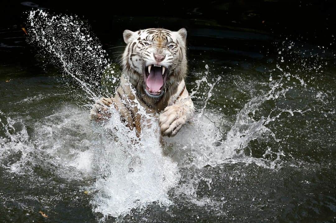 Discoveryさんのインスタグラム写真 - (DiscoveryInstagram)「when the pool water is still cold 🐅🐅 . . . . #TigerTuesday #POTD #photooftheday #picoftheday #photography #nature #naturephotography #wildlifephotography #Tigerland #bigcats #tigers #ProjectCAT」7月9日 22時12分 - discovery