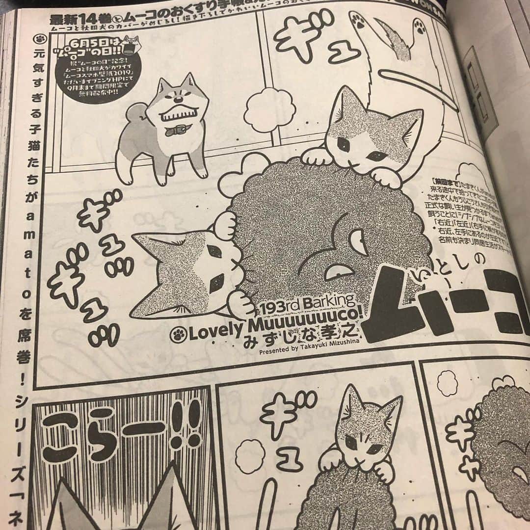 みずしな孝之のインスタグラム：「‪本日発売講談社イブニングに 「いとしのムーコ」第193話掲載されてます。 ムーコvsこねこの回も 盛り上がって参りました！ どうぞよろしくお願いします！‬」