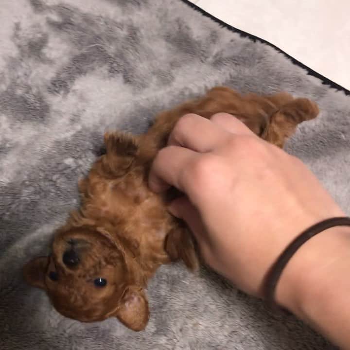 ももちゃん & まろんたんのインスタグラム：「お腹ぽんぽこが可愛すぎて転がしてみました🥰🥰 ・ #dog #dogs #dogstagram #poodle #poodles #poodlelove #poodleclub #toypoodle #toypoodles #toypoodlelove #toypoodleclub #east_dog_japan #all_dog_japan #ig_poodle #poodlesofficial #ふわふわ #ふわもこ部 #トイプードル #トイプードル部 #トイプードル大好き #トイプードル多頭飼い #まろんたん #ティーカッププードル #わんこなしでは生きていけません会 #pecoいぬ部 #joker六本木ヒルズ店 #トリミング #puppystagram #toypoodleofficial #puppy」