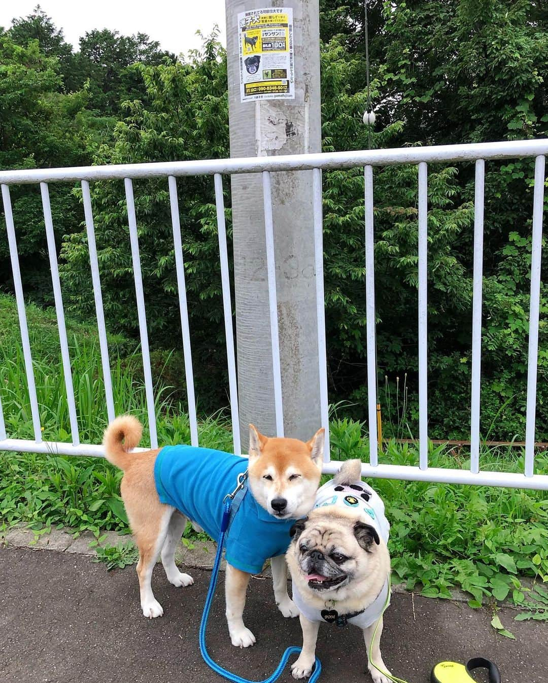 T&P Brothersさんのインスタグラム写真 - (T&P BrothersInstagram)「うちの近くにも迷子犬サンサン( @yamafujisun )のポスターが貼ってありました📌 一日も早くお家に、ご家族のもとに戻れるように心から願っています😣  #迷子犬 #サンサン迷子犬 #プチブラバンソン  #shiba #pug #pugstagram #dog #柴 #柴犬 #パグ #tora #pom #トラ #ポム #柴パグ #시바 #퍼그 #泥料 #巴哥」7月9日 22時22分 - tora_pom_happylife