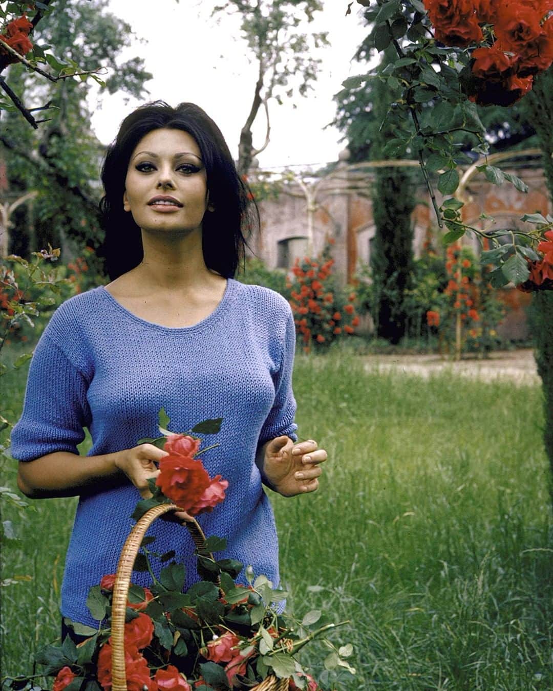 lifeさんのインスタグラム写真 - (lifeInstagram)「LIFE legend Sophia Loren cutting roses in her garden at home in Rome for her husband Carlo Ponti in 1964. This image was part of a larger cover story about Sophia and her life at home. "CARLO AND SOPHIA—LIFE visits a dream house in Italy built with money and lots and lots of love." (Alfred Eisenstaedt—The LIFE Picture Collection/Getty Images) #LIFElegends #Italy #SophiaLoren」7月9日 22時28分 - life