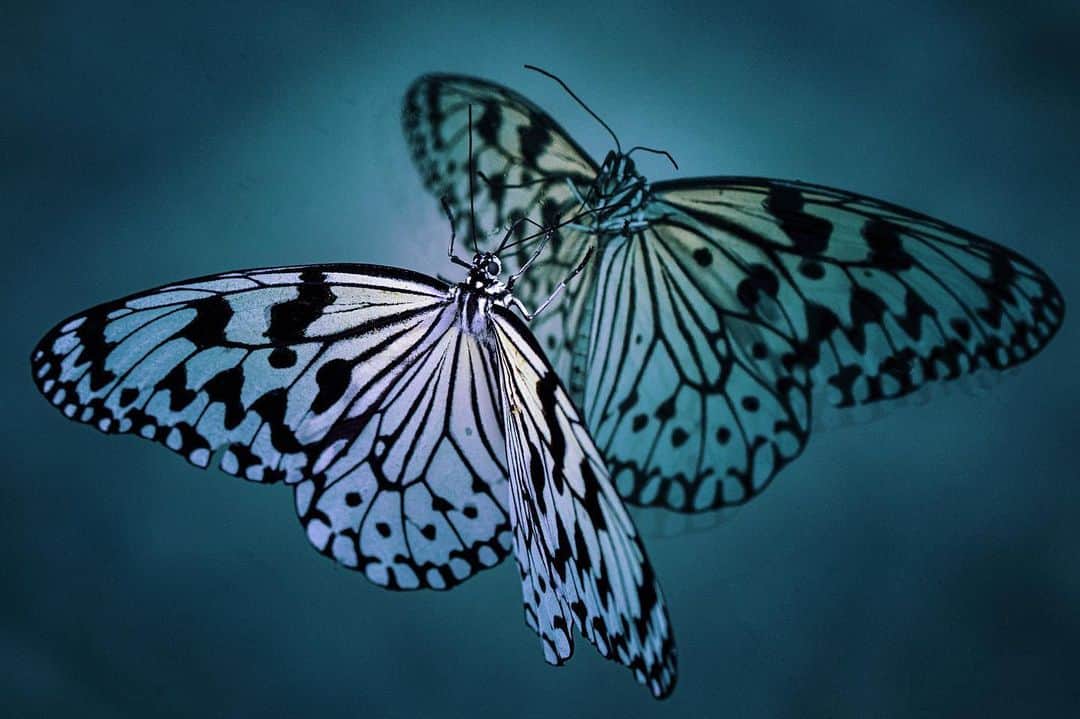 kyoko_zzzのインスタグラム：「🦋 Narcissus 🦋」